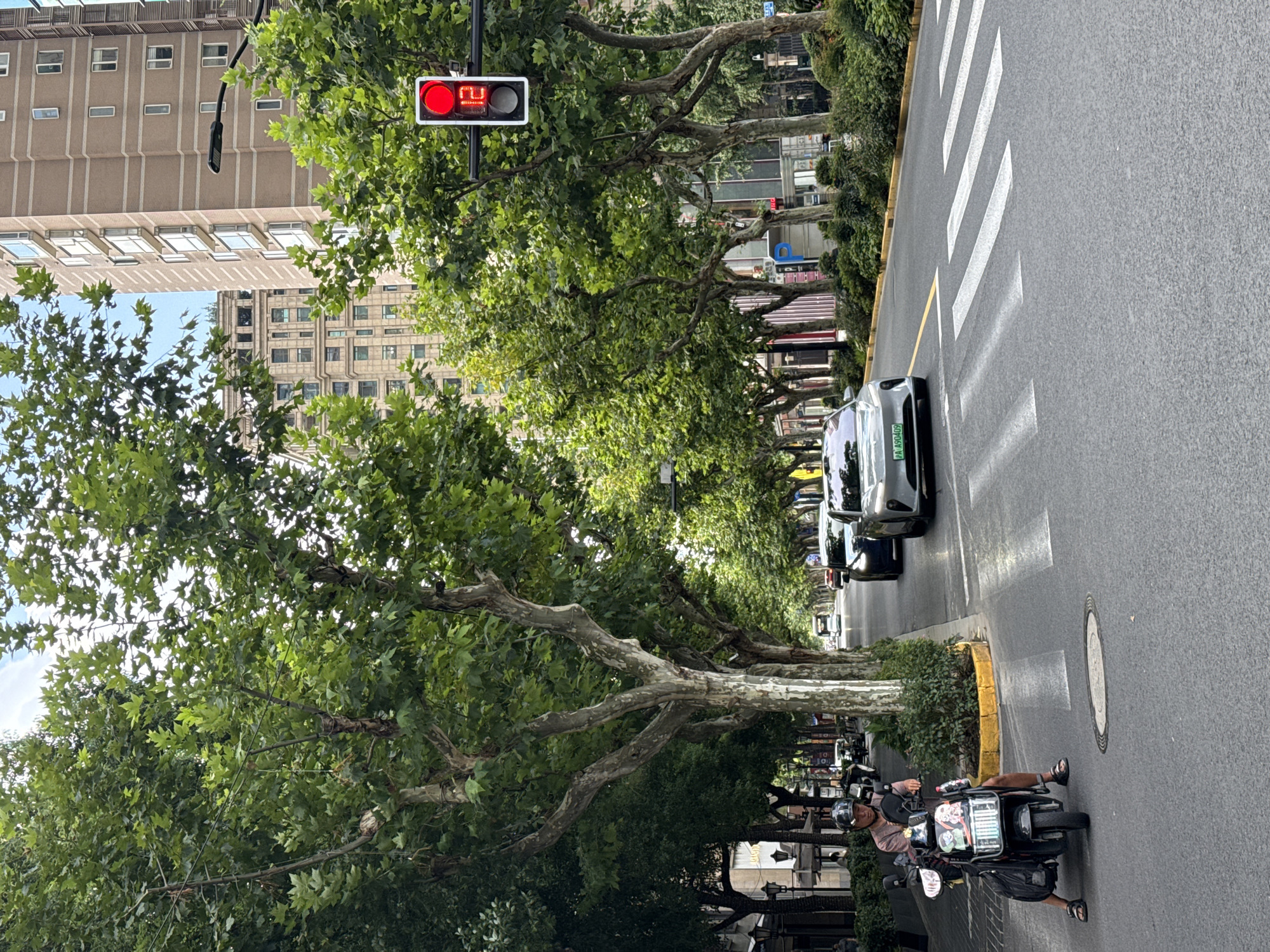 The image depicts a street scene in Shanghai, China, likely during daytime. The street is lined with mature trees with lush green foliage, creating a canopy over the road. Tall, modern buildings with multiple windows can be seen in the background, interspersed with some older, ornate architecture. Traffic lights are visible, with one displaying a red light and a timer counting down "12". Cars are driving on the road, and a pedestrian crossing is marked with white stripes. In the foreground, a person is seated on a scooter, wearing a helmet and casual clothing. The scooter is black and has various stickers and attachments. The overall environment suggests an urban setting with a mix of nature and development.