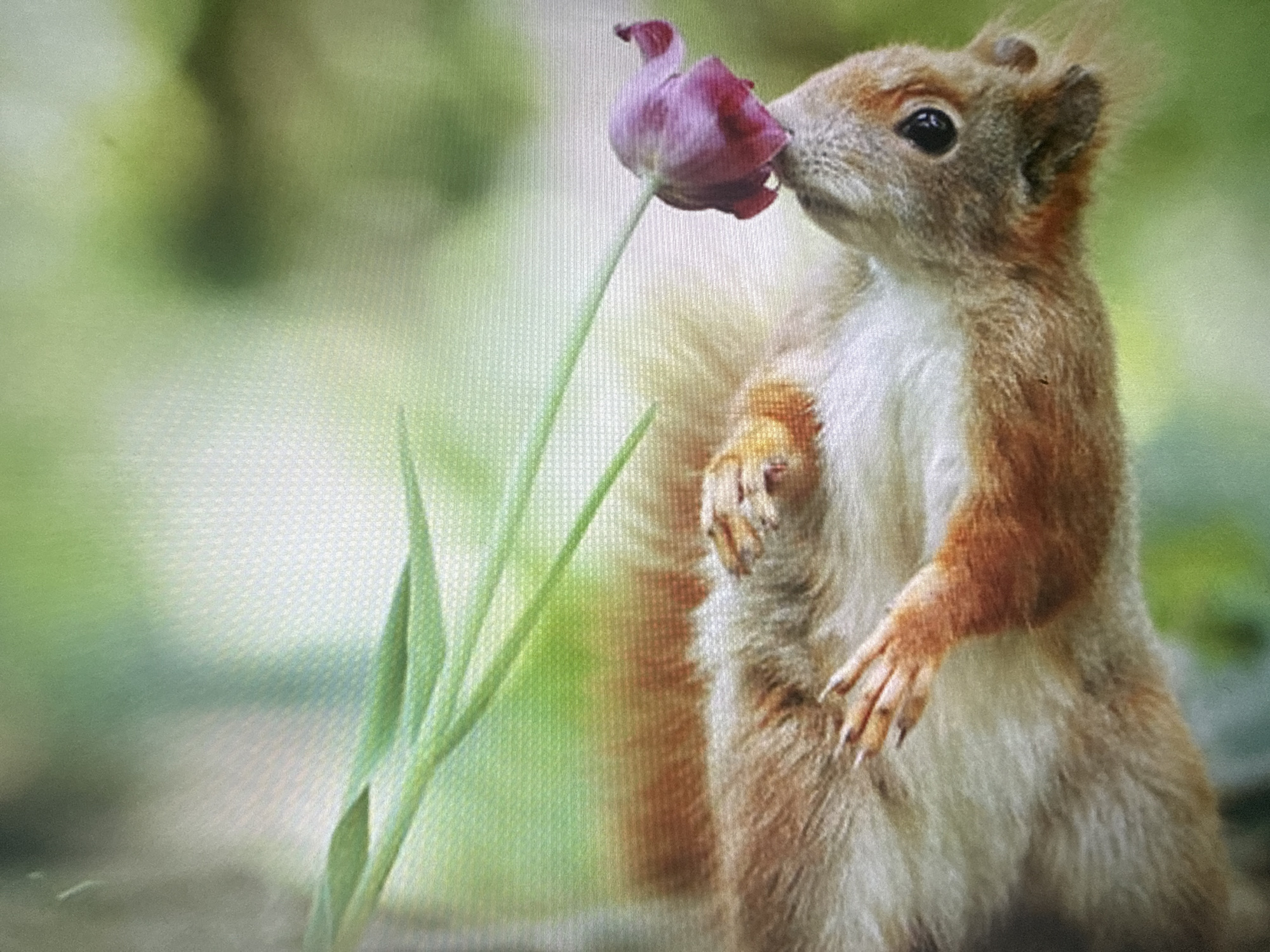 A red squirrel is shown in close-up, smelling a purple tulip. The squirrel stands on its hind legs, with its front paws extended towards the flower. Its fur is a reddish-brown color, with a lighter underside. The tulip is a deep purple color, with its petals unfurled. The background is a blur of green, suggesting a garden or park setting. The image appears to have been taken in Dykivka, Ukraine, although there are no specific landmarks or details in the image that confirm this location. The scene is peaceful and natural, capturing a moment of interaction between wildlife and a flowering plant.