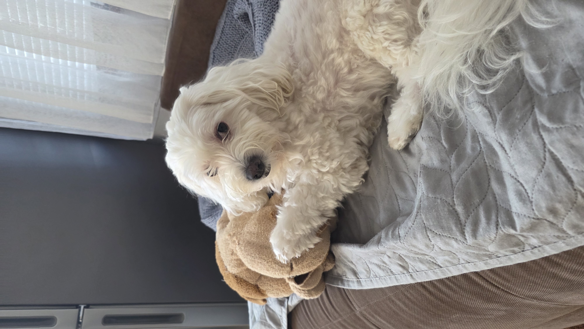A small, white, fluffy dog rests on a gray, patterned blanket draped over a brown sofa. The dog is positioned to the left of the frame, with its head close to a brown teddy bear toy it is partially clutching. A white window blind is visible in the background. The setting appears to be indoors, possibly a residential living room. There is no specific information available in the image to definitively determine the location as Blagoevgrad, Bulgaria.