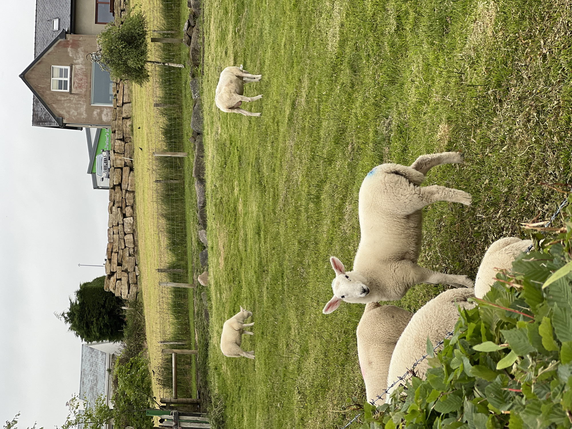 The image depicts a rural scene in Mountcharles, Ireland, featuring several sheep grazing on a lush green field under an overcast sky, suggesting it's likely daytime. In the background, a stone wall runs along the edge of the field, separating it from a property with a house and a small tree. A green van with "Peter's N..." visible on its side is parked near the house. Several sheep, including at least two lambs, are scattered across the field. One lamb is facing the camera, its ears perked up, while another is further away, facing away. Two larger sheep are also present, one with its back to the camera and another in the foreground. The overall atmosphere is tranquil and pastoral.