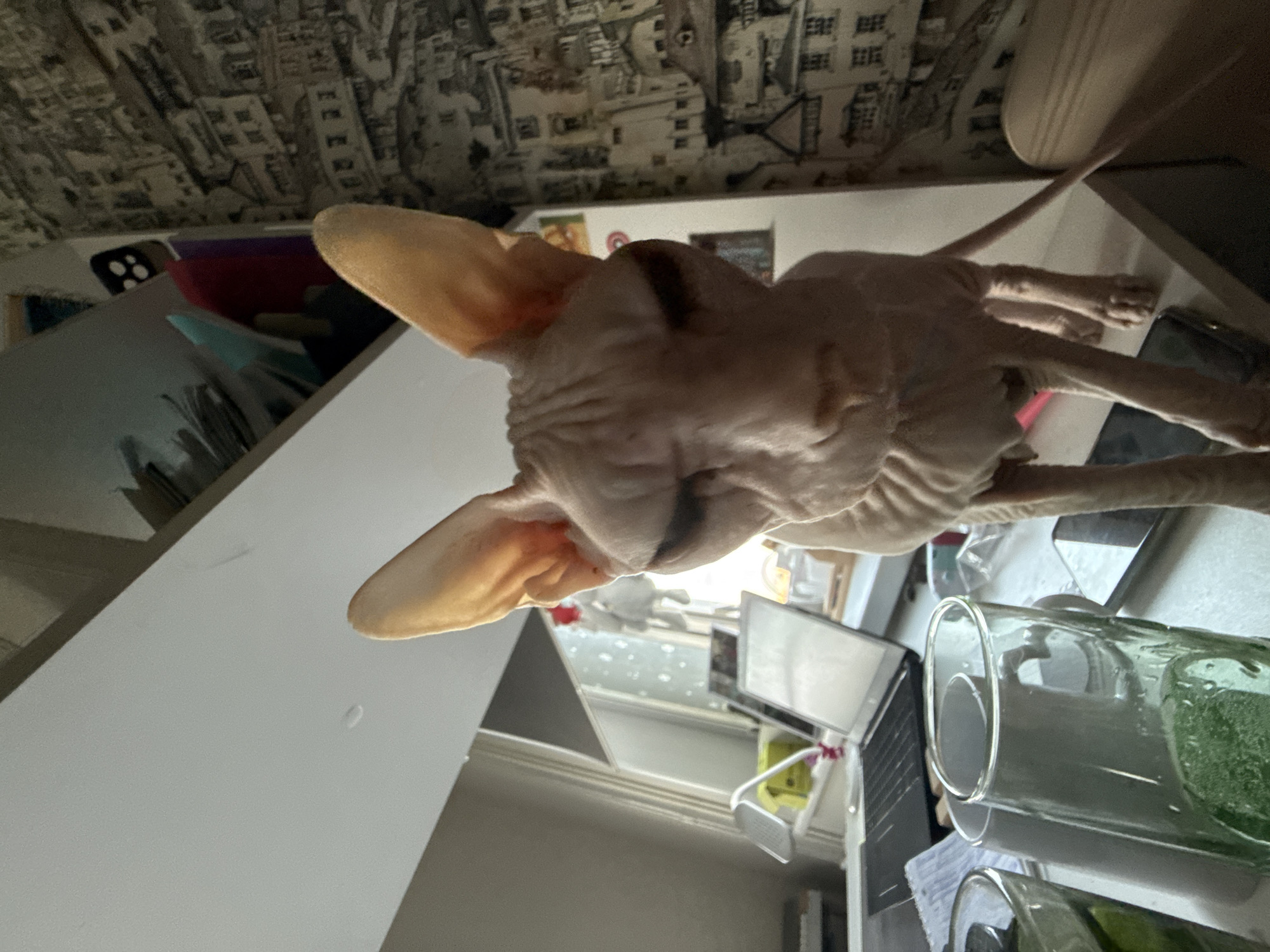 A hairless cat, likely a Sphynx, stands on a surface, its body angled towards the viewer and its head looking down. The cat's skin is wrinkled, and its large ears are prominent. The background suggests an indoor environment, possibly a home office or study. A laptop is visible on the desk, along with some glasses containing a green liquid. A patterned wallpaper adorns the wall behind the cat, depicting a cityscape. The lighting is bright, suggesting daytime, with light coming from the left. There are no people visible in the image. The image does not provide any specific information or clues that would allow for its location to be determined to be in the city of Krasnoyarsk, Russia.