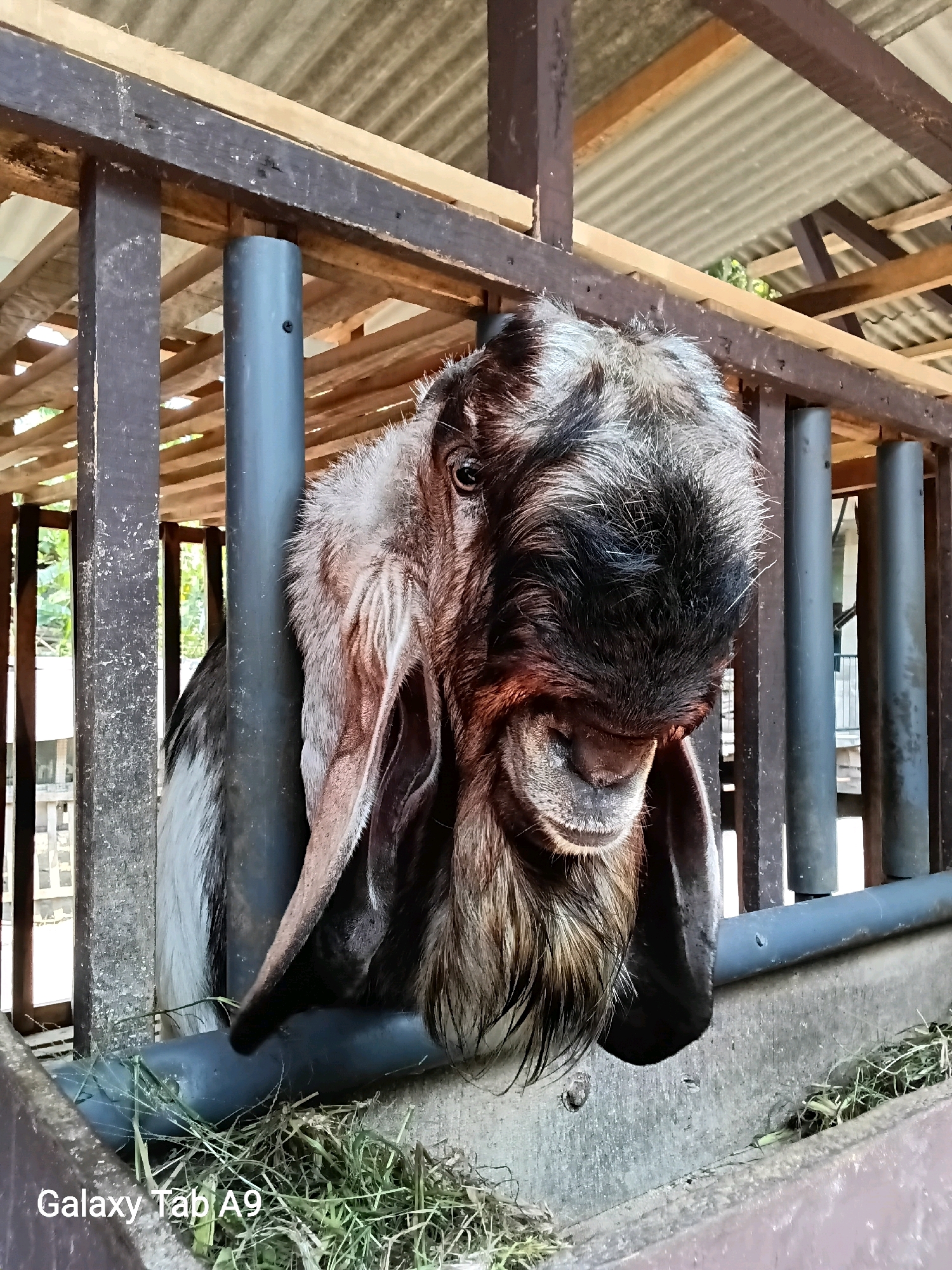 A close-up, eye-level shot features a male Nubian goat in a pen. The goat's head and upper body are visible, with its large, floppy ears hanging down. Its fur is a mix of brown, black, and white. The goat appears to be eating from a trough filled with hay, positioned in front of a rustic wooden fence. The background shows the interior of a shed with a corrugated roof supported by wooden beams. The lighting is natural, suggesting an outdoor or semi-outdoor setting. The image is dated with "Galaxy Tab A9" in the lower left corner. This scene is set in Trenggalek, Indonesia, likely a farm or animal enclosure.