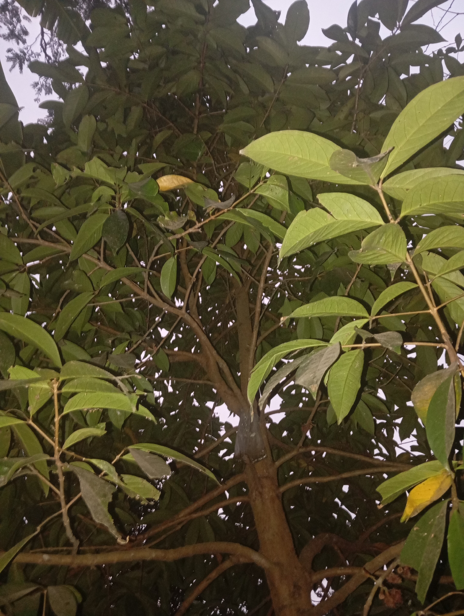 An upward perspective shot of a tree with green leaves and brown branches. The sky is visible in the background, appearing light gray and overcast. The tree trunk is brown and textured, with some of its branches covered in a white material. Some of the leaves are yellowing, and there are small dark spots on some of the leaves, possibly insect eggs or small insects. The image appears to have been taken at dusk or during the night, given the low light conditions and the appearance of the sky. The location is Kedungbenda, Indonesia.
