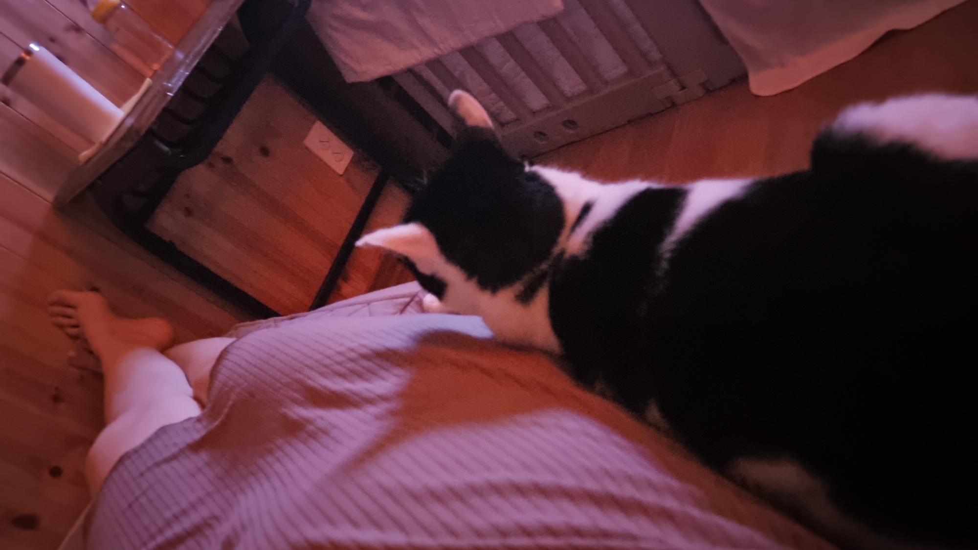 This media file presents a cozy, dimly lit indoor scene, likely in Dunnae-myeon, South Korea, characterized by warm reddish-purple ambient lighting suggesting evening or nighttime.
The primary subjects are a person and a black and white cat. On the left side, the bare feet and lower legs of a person are visible, resting on a light wooden floor. Their upper legs and lower torso are covered by a light-colored, ribbed fabric, possibly a blanket or loungewear.
A black and white cat is positioned in the center-right of the frame, seen mostly from behind and slightly to the side. The cat, predominantly black with white markings on its head, back, and tail, is looking down intently towards the person's lap or the fabric covering them, suggesting an interaction or a moment of rest.
The setting appears to be a bedroom or a comfortable living space. A light wooden floor extends throughout the visible area. In the background, there's a dark, possibly metallic, frame or underside of a bed or other piece of furniture, with what looks like slats. Above this, on a wooden surface, several light-colored containers or bottles are present. A small, white rectangular object with two dark markings, resembling an electrical outlet or a switch cover, is visible on the wooden floor near the furniture.
The overall mood is calm and peaceful, capturing a quiet, intimate moment between a pet and its owner. No clear, legible text is visible within the image.