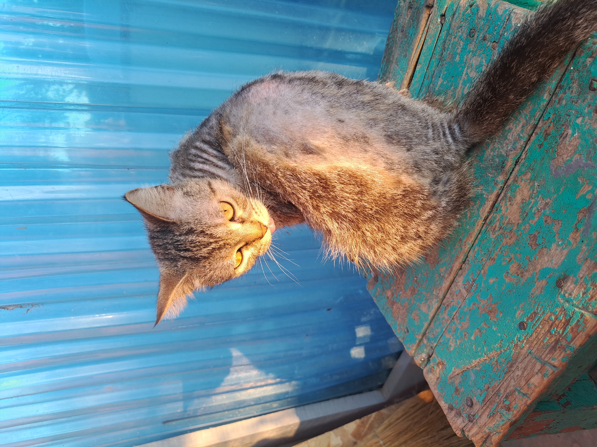A tabby cat with short, patchy fur sits on a weathered, teal-painted wooden stool. The cat's fur appears thin in places, particularly on its back. Its yellow eyes are alert, and its mouth is slightly open with its pink tongue visible. The cat is looking over its shoulder towards the viewer. Behind the cat is a blue corrugated metal fence, illuminated by warm, low-angle sunlight that casts a shadow of the cat onto the fence. To the left of the cat, a broom with a straw head leans against the fence. The scene is outdoors, with the lighting suggesting late afternoon or early morning.