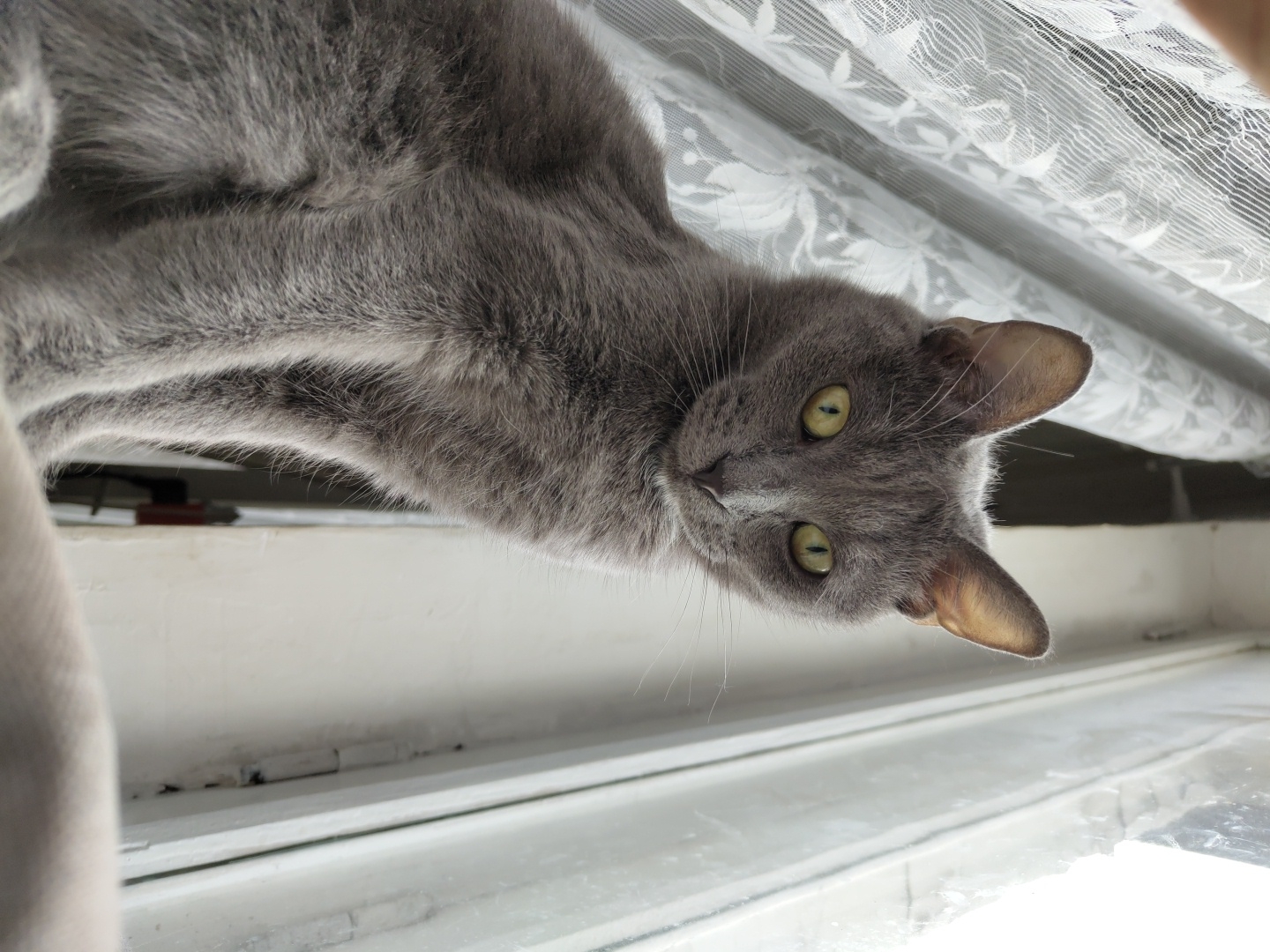 A gray cat with yellow eyes is sitting on a windowsill. The cat is facing the camera and looking directly at the viewer. Behind the cat, there is a white lace curtain. To the right of the cat, there is a window with a white frame. The background is blurred and out of focus.