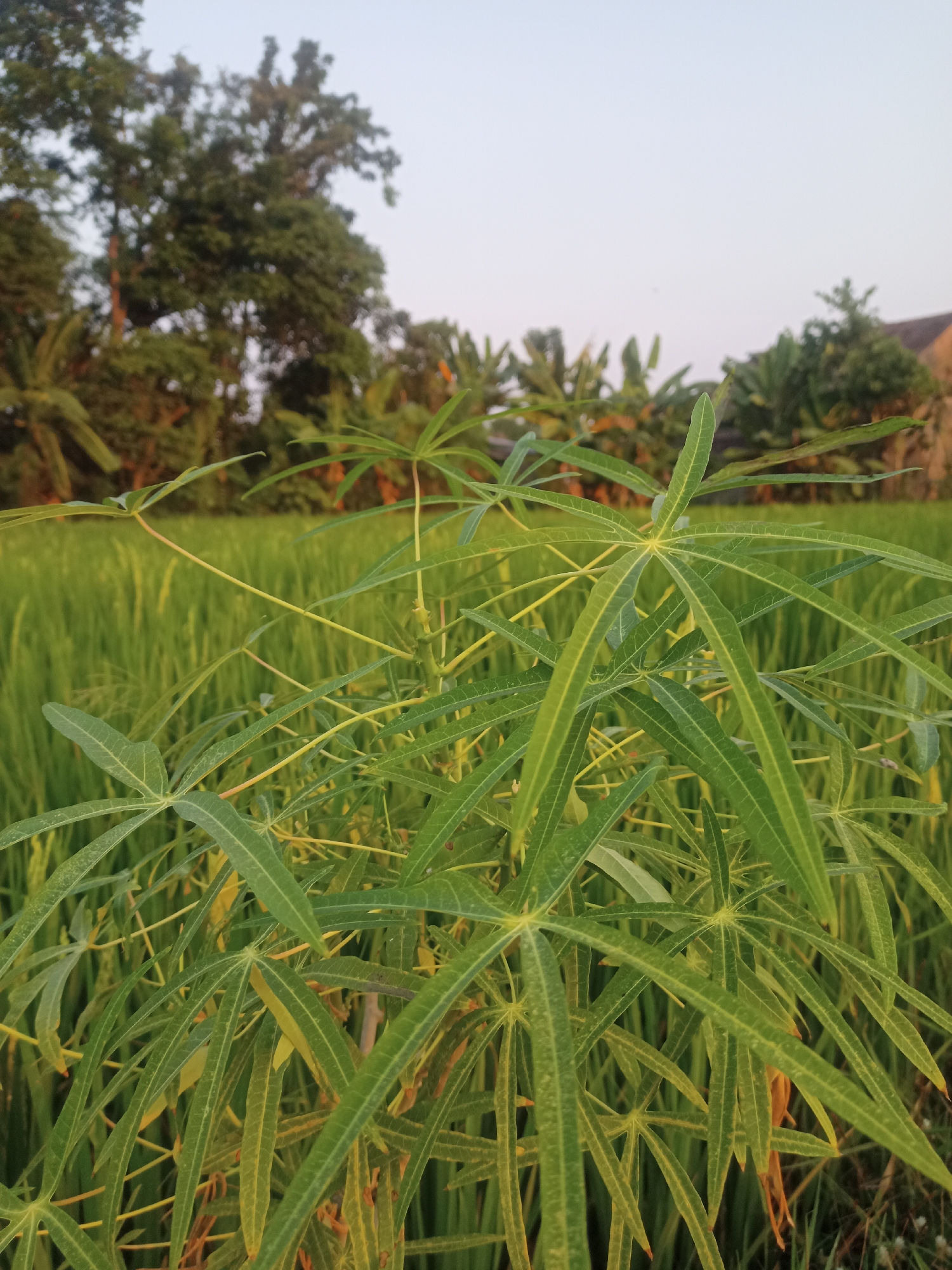The image depicts a close-up view of green, palmate leaves of a plant, likely cassava, in the foreground. These leaves are the primary subject, with their detailed veins and pointed tips visible. Behind the plant, a vast, blurred field of green rice paddies stretches into the distance under a pale, clear sky. In the far background, the silhouettes of trees and a building are faintly visible, suggesting a rural or semi-rural setting. The lighting indicates it is likely late afternoon or early morning, with soft light illuminating the scene. The location is identified as Karangtalun, Indonesia. There are no people or discernible actions in the image.