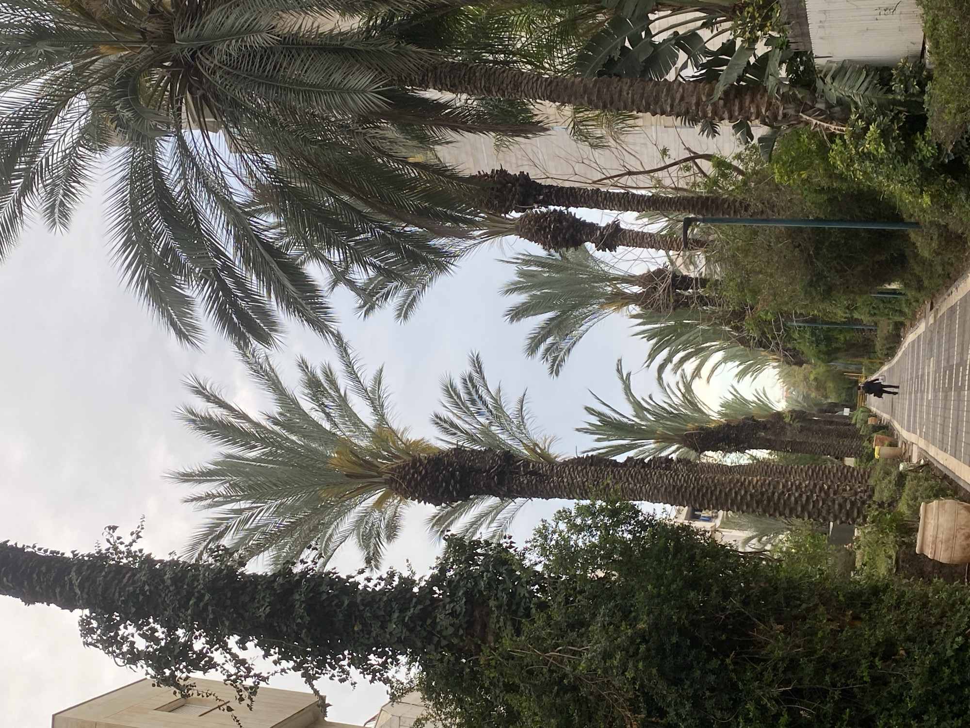 The photograph depicts a street lined with tall palm trees in Kiryat Motzkin, Israel. The trees are planted on either side of a paved walkway. The trunks of some trees are covered in vines. A person can be seen walking down the path in the distance. Vegetation, including bushes and trees, fills the space between the palm trees and the walkway. Buildings can be partially seen behind the trees. The sky is overcast.