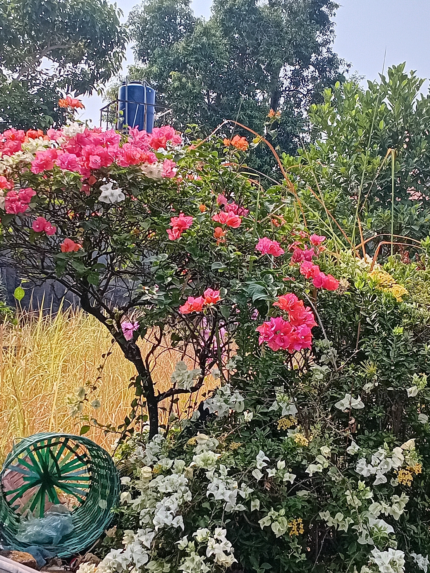 In the city of Demangan, Indonesia, a vibrant bougainvillea bush bursts with a profusion of pink and white bracts, interspersed with smaller orange and yellow blooms. The plant's branches, dark and gnarled, rise from the foreground, creating a textured silhouette against a backdrop of lush green foliage and tall trees. A blue water tank is visible on a metal stand behind the bougainvillea, partially obscured by the dense leaves. To the left, a green woven basket with an intricate pattern lies on its side, revealing a glimpse of plastic bags within. The ground beneath the basket is a mix of brown dirt and what appears to be a light-colored surface. In the background, dry, golden grass extends towards a dark, textured wall, adding a contrasting element to the overall scene. The sky above is a pale, hazy blue, suggesting an overcast or early morning atmosphere.