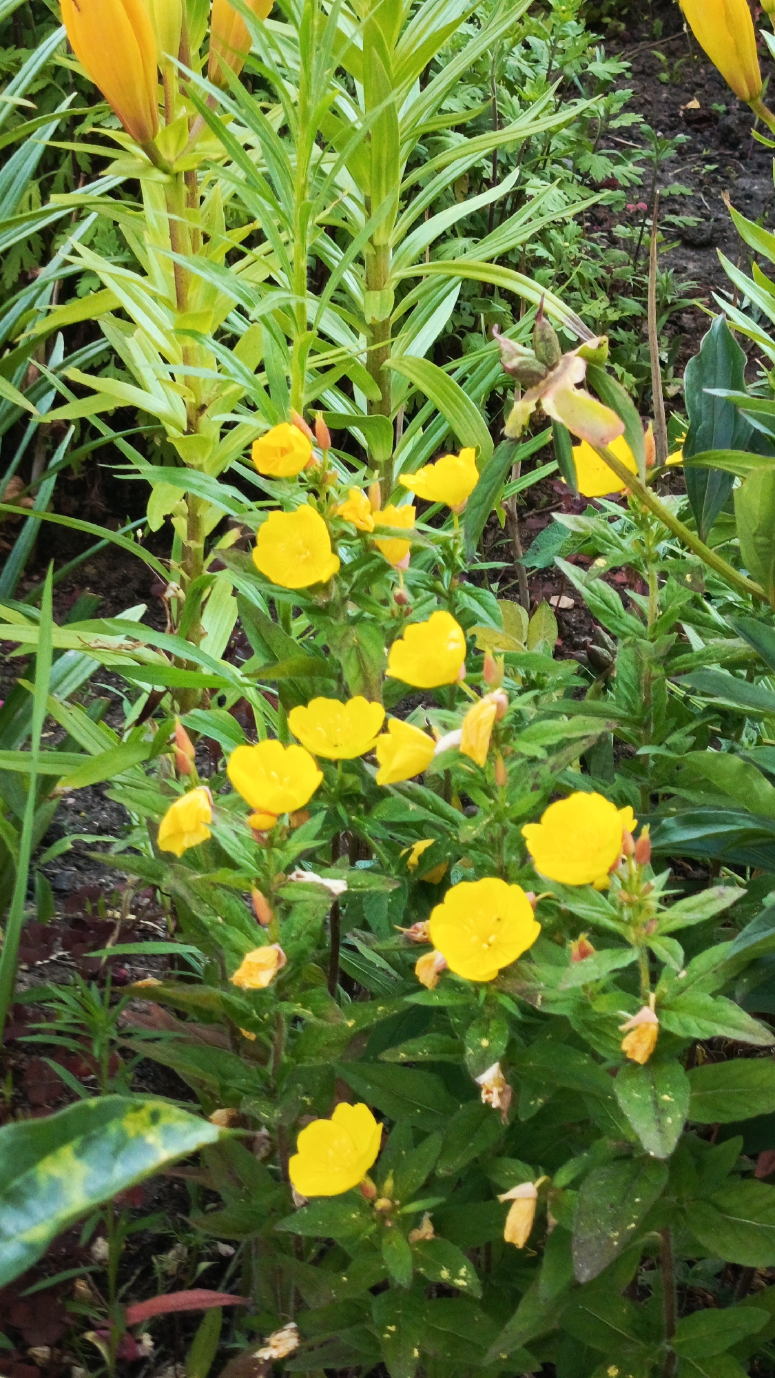 This is a close-up, eye-level, vertical, medium shot of a patch of bright yellow flowers with green foliage in Zvenigorod, Russia. The flowers appear to be evening primroses, with their delicate, crinkled petals. Several flowers are in full bloom, while others are still buds or have spent petals. The foliage is a vibrant green, with some leaves showing a slight sheen, possibly from dew or recent rain. The background is a soft blur of dark earth and more greenery, suggesting a garden or natural setting. The lighting is diffused, indicating it might be a cloudy day or early morning. No people or animals are visible. The image evokes a sense of natural beauty and tranquility. There is no visible text.