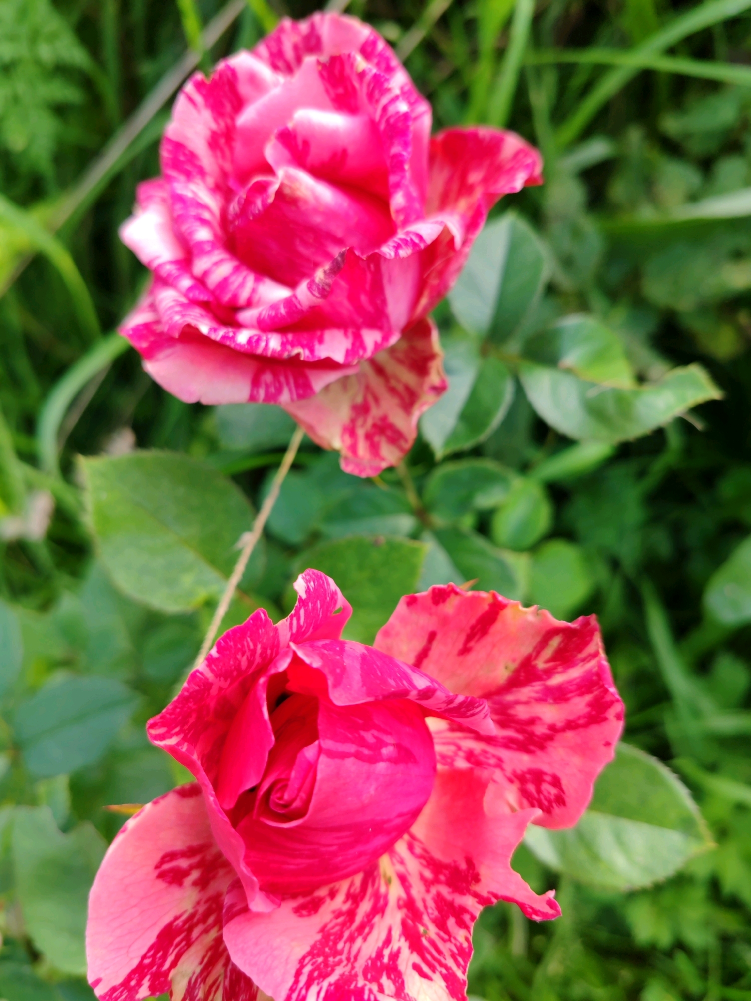 The image displays a close-up view of two striped pink roses in a garden setting. The roses are the primary subjects, with their petals exhibiting a vibrant pattern of pink and white stripes. The background consists of out-of-focus green foliage, suggesting a natural outdoor environment. The lighting appears to be natural daylight, casting soft shadows and highlighting the textures of the rose petals. There are no people or animals visible in the image. The scene is serene and focused on the beauty of the flowers. The location of Чухлэм, Russia is not visually discernible from the image itself.