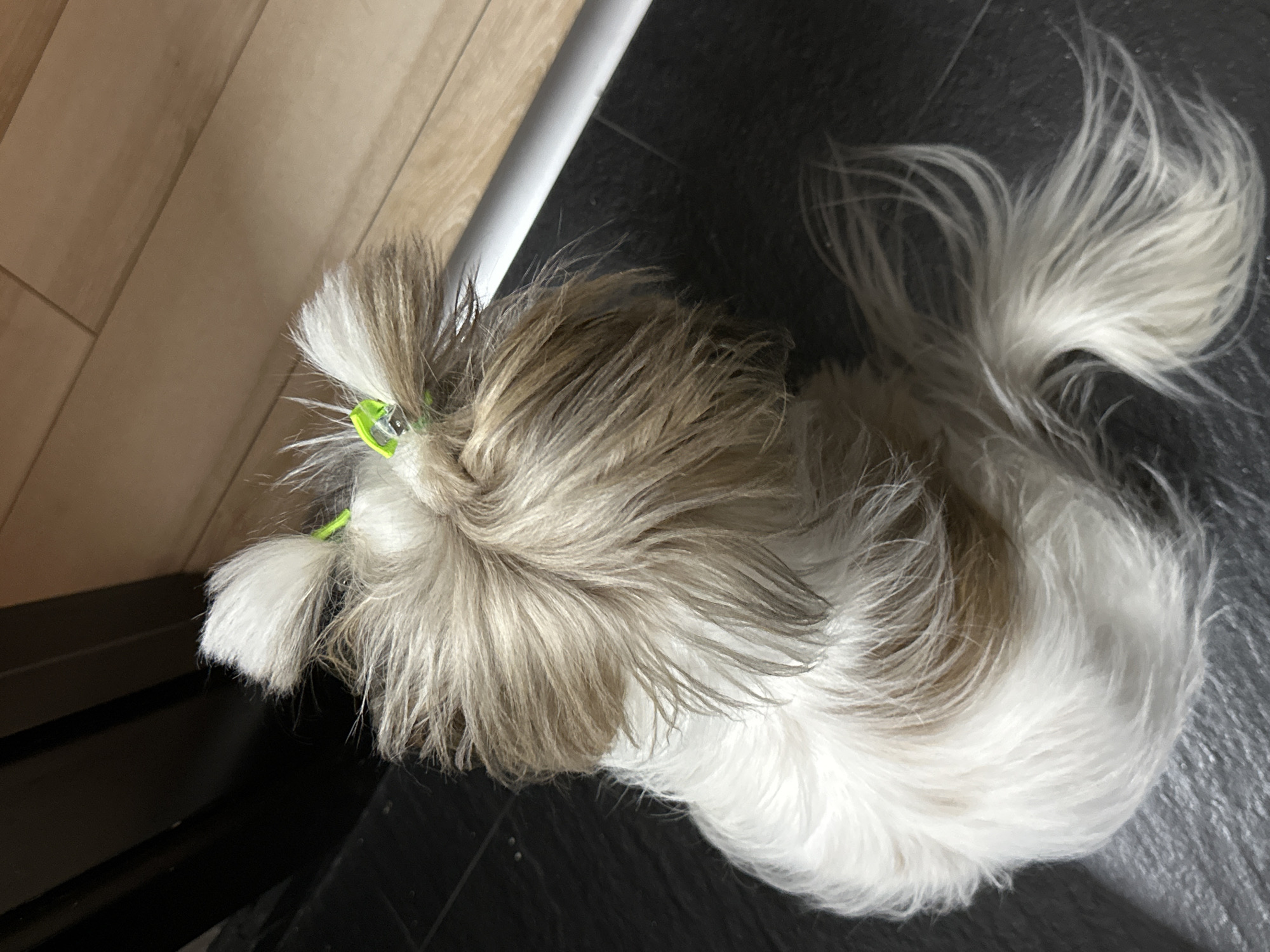 A long-haired, small dog with white and light brown fur is lying on a dark, tiled floor. The dog has a green clip in its hair near its head. To the left of the dog is a wooden surface and a white cylindrical object. The scene's specific location within Tbilisi, Georgia, is not discernible from the visual information provided.