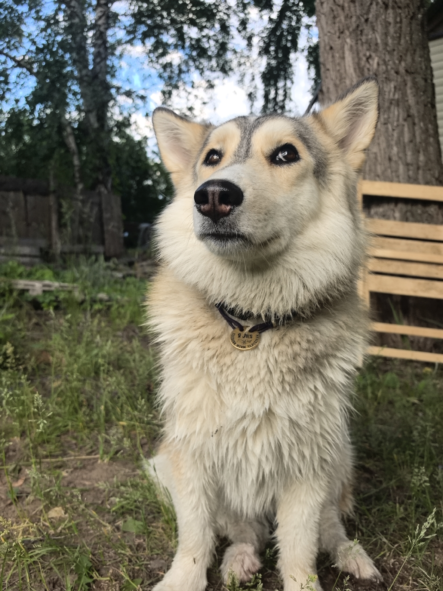 A medium shot captures a light-colored dog with distinctive grey and white markings on its face and fur, sitting outdoors on a grassy area. The dog has piercing blue eyes, a black nose, and a thick, fluffy coat. It wears a dark collar with a round, golden tag. The tag appears to have text inscribed on it, which is difficult to read clearly from this angle, but it seems to feature Cyrillic script.
Behind the dog, a large tree trunk with rough bark stands prominently on the right side of the frame, with a portion of a wooden structure, possibly a fence or pallet, visible behind it. The background is filled with lush green grass and foliage, suggesting a natural, outdoor setting. In the upper left corner, the blurry branches of another tree, possibly a birch due to its pale bark and leaf structure, frame a bright blue sky with white clouds. The lighting suggests it is daytime, likely afternoon, with a bright sky indicating fair weather. The overall impression is that of a pet enjoying a moment outdoors in a semi-rural or natural environment. The dog's gaze is directed upwards and to the left, giving it a curious and alert expression. The setting implies a location in Noviy, Russia.