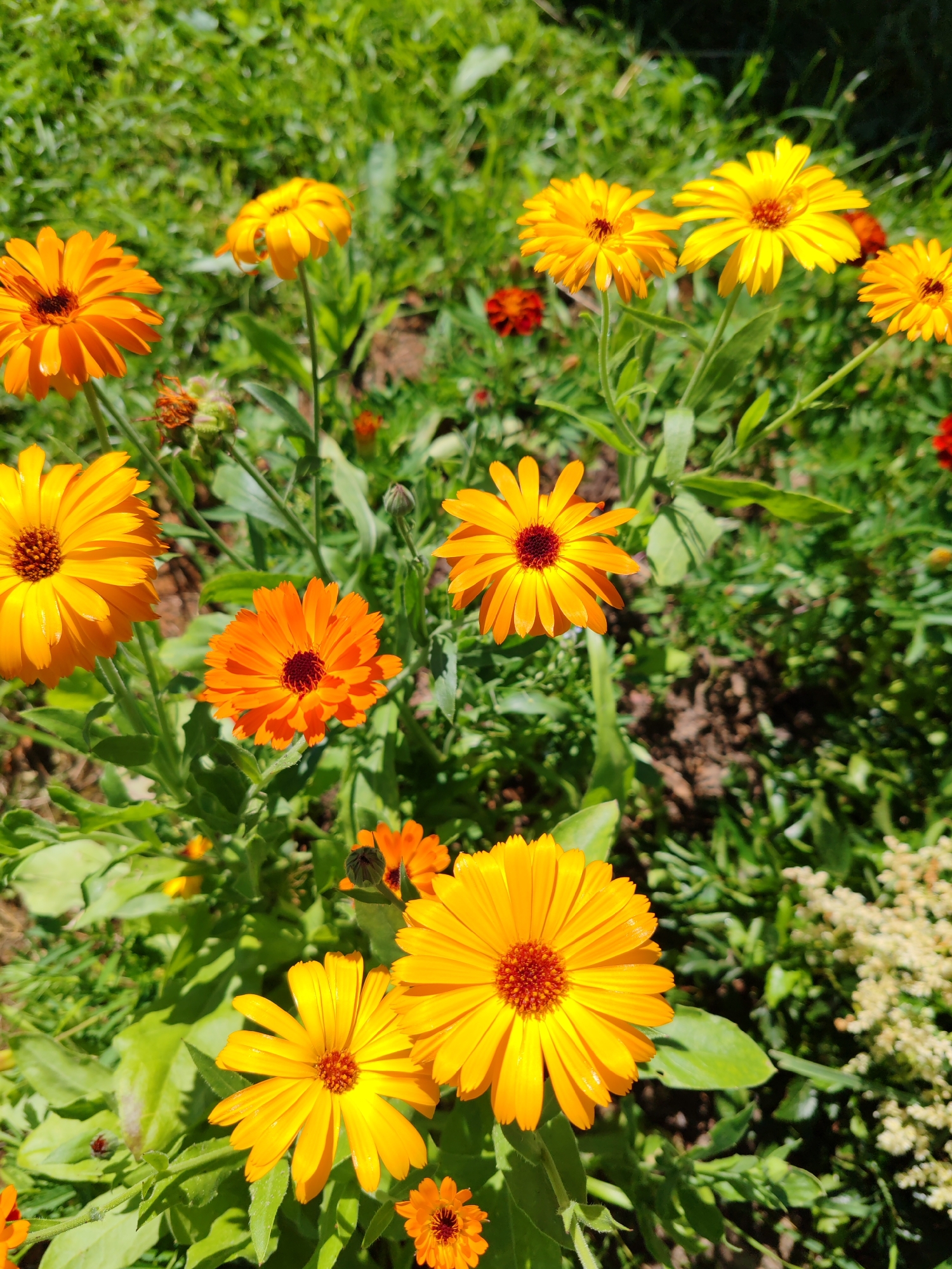 The image shows a close-up, high-angle view of a patch of bright orange and yellow marigold flowers blooming in a garden. The flowers vary in size and stage of bloom, with some fully open and others partially closed. The petals are vibrant and appear to be catching the sunlight. Lush green foliage surrounds the flowers, and a small cluster of white flowers is visible in the background to the right. The ground beneath the plants appears to be soil with some dry leaf litter. The scene is bathed in natural sunlight, casting subtle shadows. No people or animals are present in the frame. The location is described as Chukhlom, Russia, suggesting an outdoor setting in a garden or park.