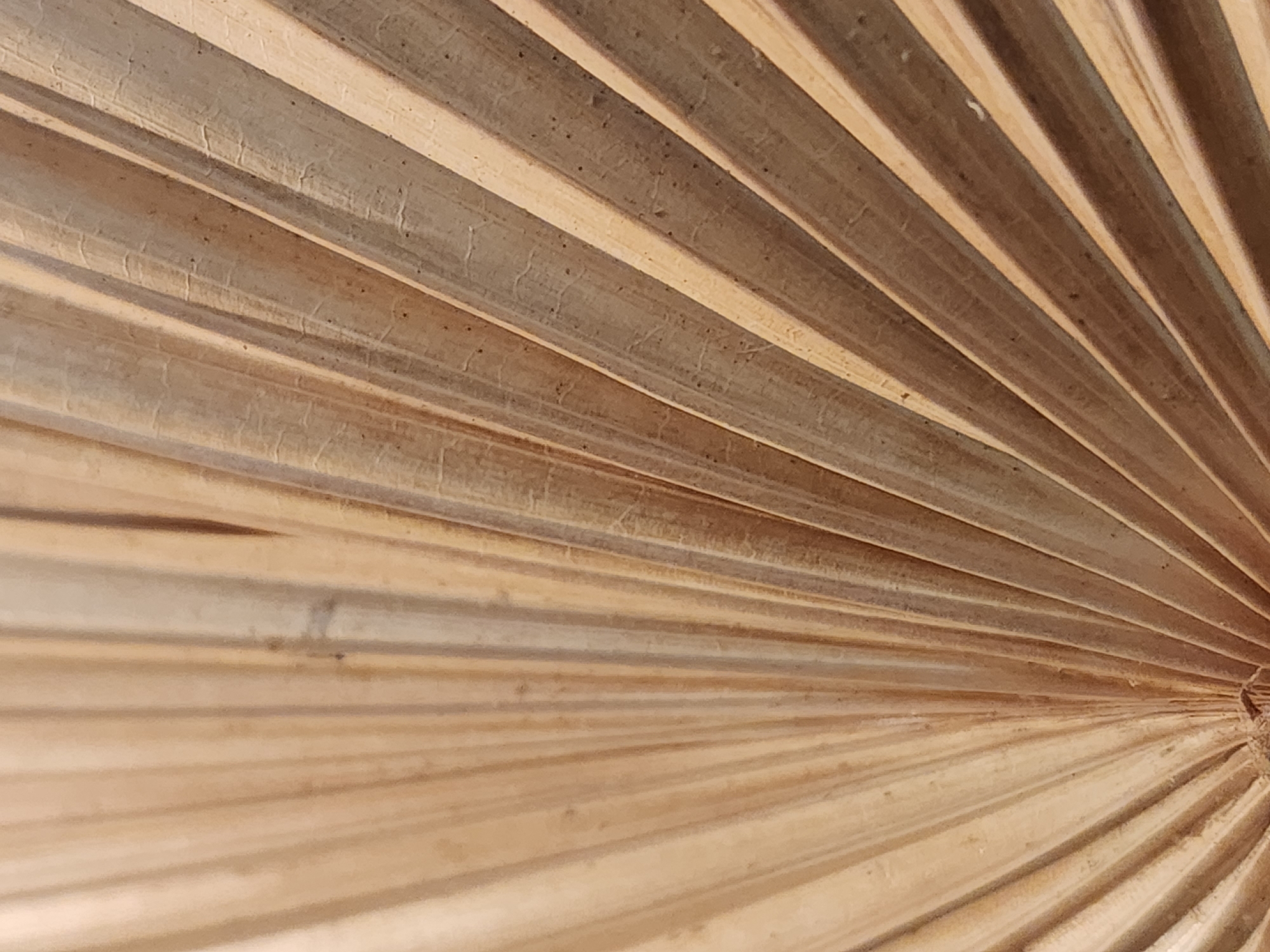 The image is a close-up, abstract photograph of dried palm fronds. The fronds are fanned out, creating a pattern of parallel lines and shadows. The texture of the fronds is dry and fibrous, with visible veins and some small dark spots. The color palette is dominated by warm, muted browns and tans, suggesting natural aging and dryness. There are no people, animals, or recognizable objects in the scene, nor any indication of a specific location within Maitland, United States of America, as the image focuses solely on the natural, abstract pattern of the plant material.