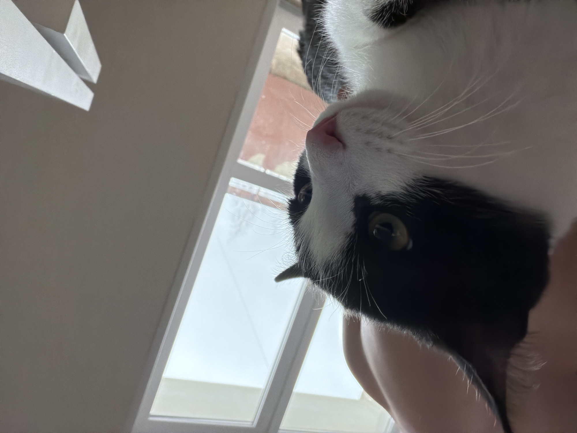 A black and white cat is positioned close to the camera, its face filling the majority of the frame. The cat's nose is pink, and its whiskers are white. The cat's left eye is visible and appears to be green. Behind the cat, a window with white frames is visible, revealing a building with red bricks. To the left of the window, a white wall with minimalist white fixtures is seen. The location cannot be determined from the image.
