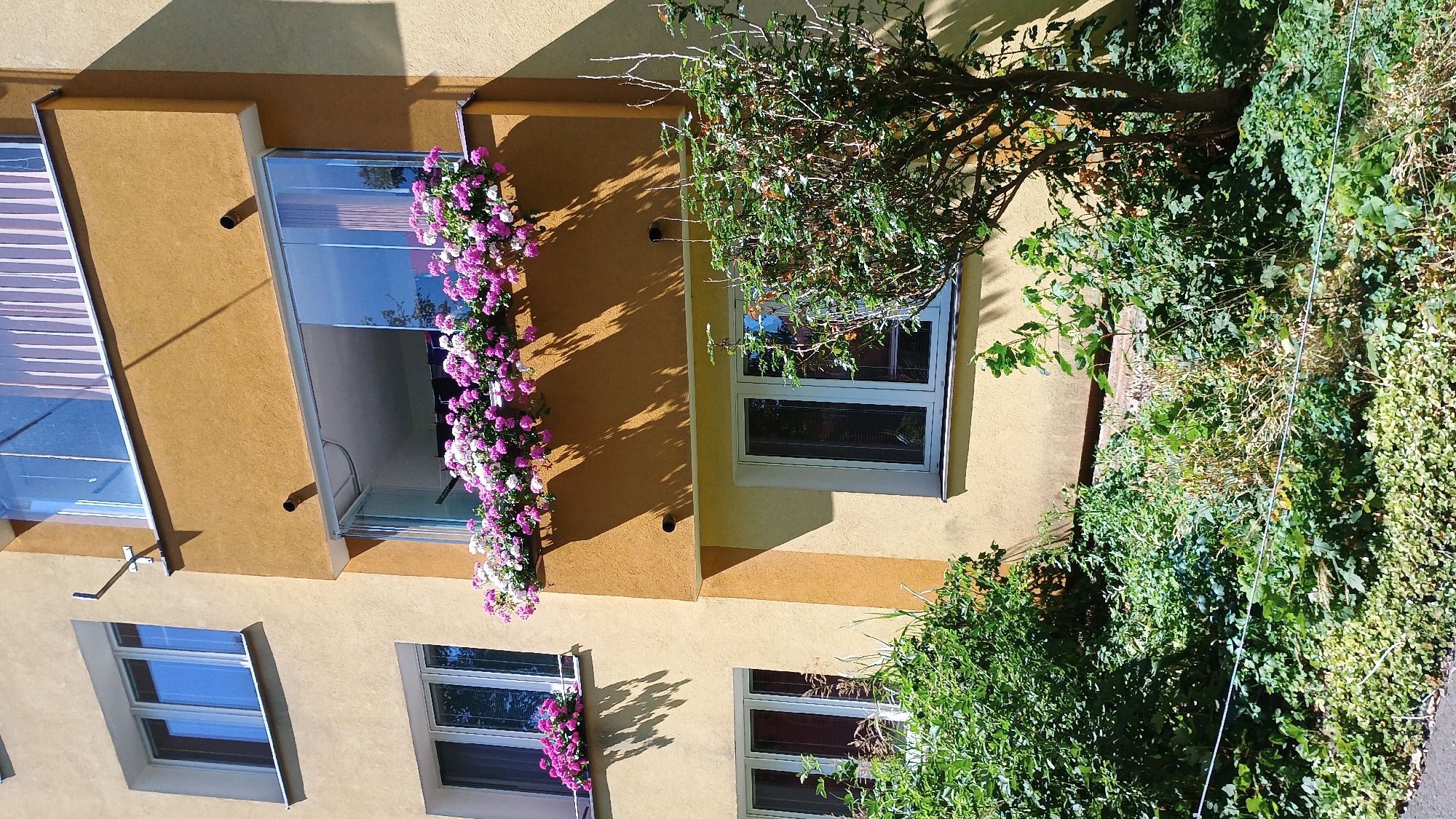 This image captures a close-up view of a building facade in Sokolov, Czechia, bathed in bright sunlight. The building features a light yellow stucco exterior with accents of a darker, ochre-colored section on the right side, which appears to be a recessed balcony area.
The facade is punctuated by several windows. On the upper left, a large window with blue panes is visible, divided into two sections. Below it, another window with blue panes is present. To the right, on the ochre section, a balcony is enclosed with glass panels. A planter box filled with an abundance of pink and white flowers overflows along the front edge of this balcony. Above this balcony, another balcony or window area is visible, also featuring glass enclosures, with sheer white curtains visible inside.
Below the glass-enclosed balcony and to the right of the lower windows, a dense, leafy green bush or small tree is growing. The foreground is filled with a lush, overgrown garden area, featuring a variety of green plants, some of which appear dry and brown. Two thin, horizontal wires are visible running across the lower part of the frame, suggesting some sort of garden support or boundary. The shadows cast by the building and foliage indicate a sunny day.