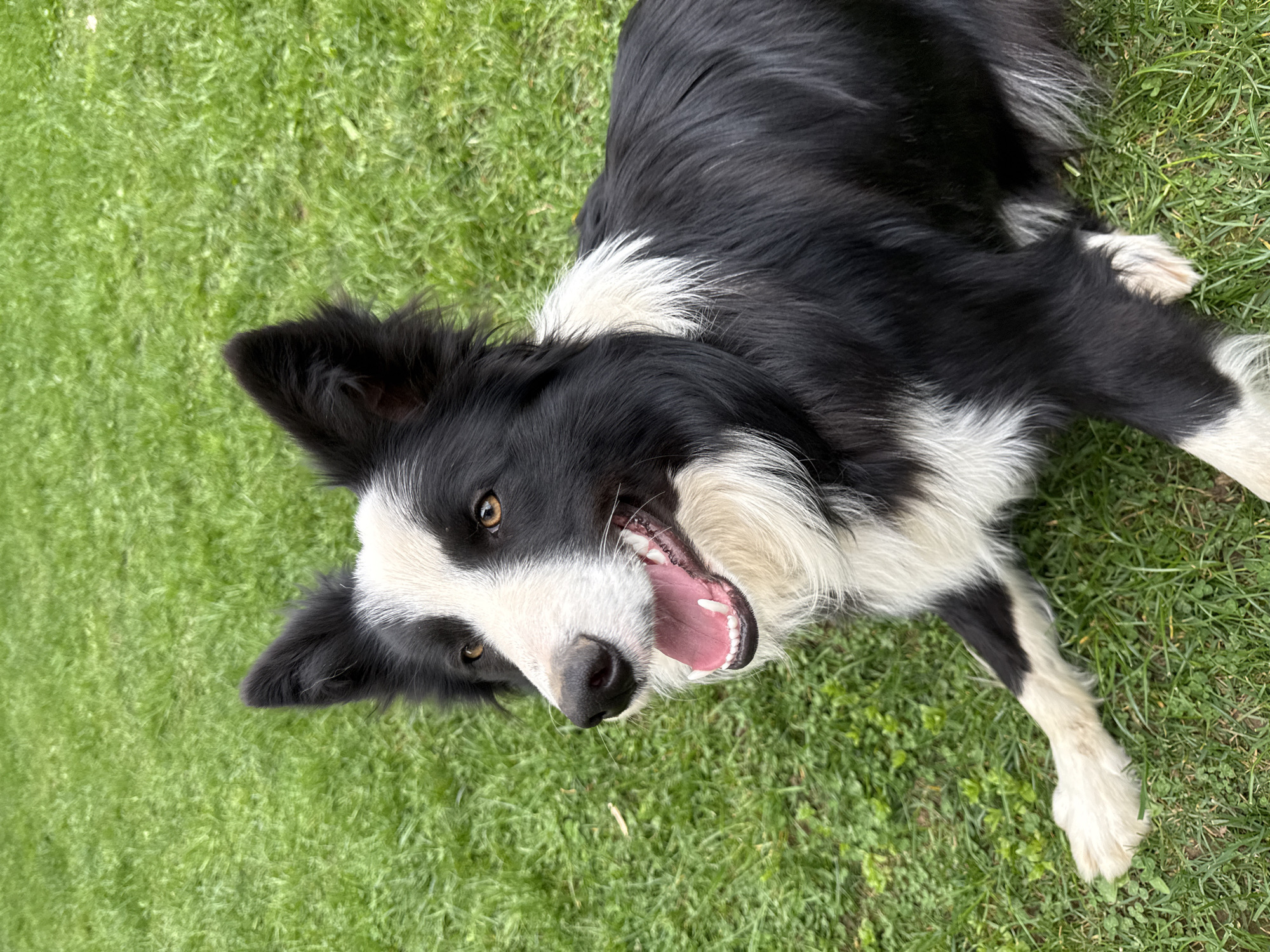 A black and white Border Collie lies on a lawn of green grass. The dog is panting with its mouth open, revealing its pink tongue and white teeth. The dog's eyes are brown. The background shows grass without any visible buildings or structures. The location, Berkovitsa, Bulgaria, cannot be verified from the image.