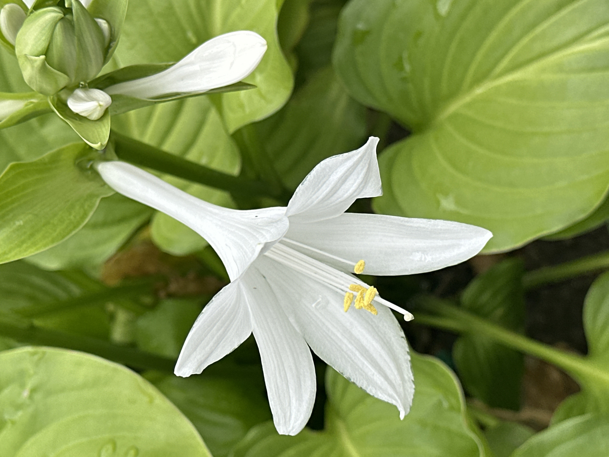 A close-up, eye-level shot features a white hosta flower with yellow stamen, set against a backdrop of lush green hosta leaves. The flower, with its trumpet-like shape and delicate petals, is the central focus, angled slightly to the left. Several unopened buds are visible behind the main bloom. The leaves are broad, with prominent veins and a slightly glossy texture, suggesting they may be wet. The overall impression is one of natural beauty and botanical detail, likely captured in a garden environment. The location in Essentuki, Russia, suggests this might be a cultivated specimen in a park or private garden.