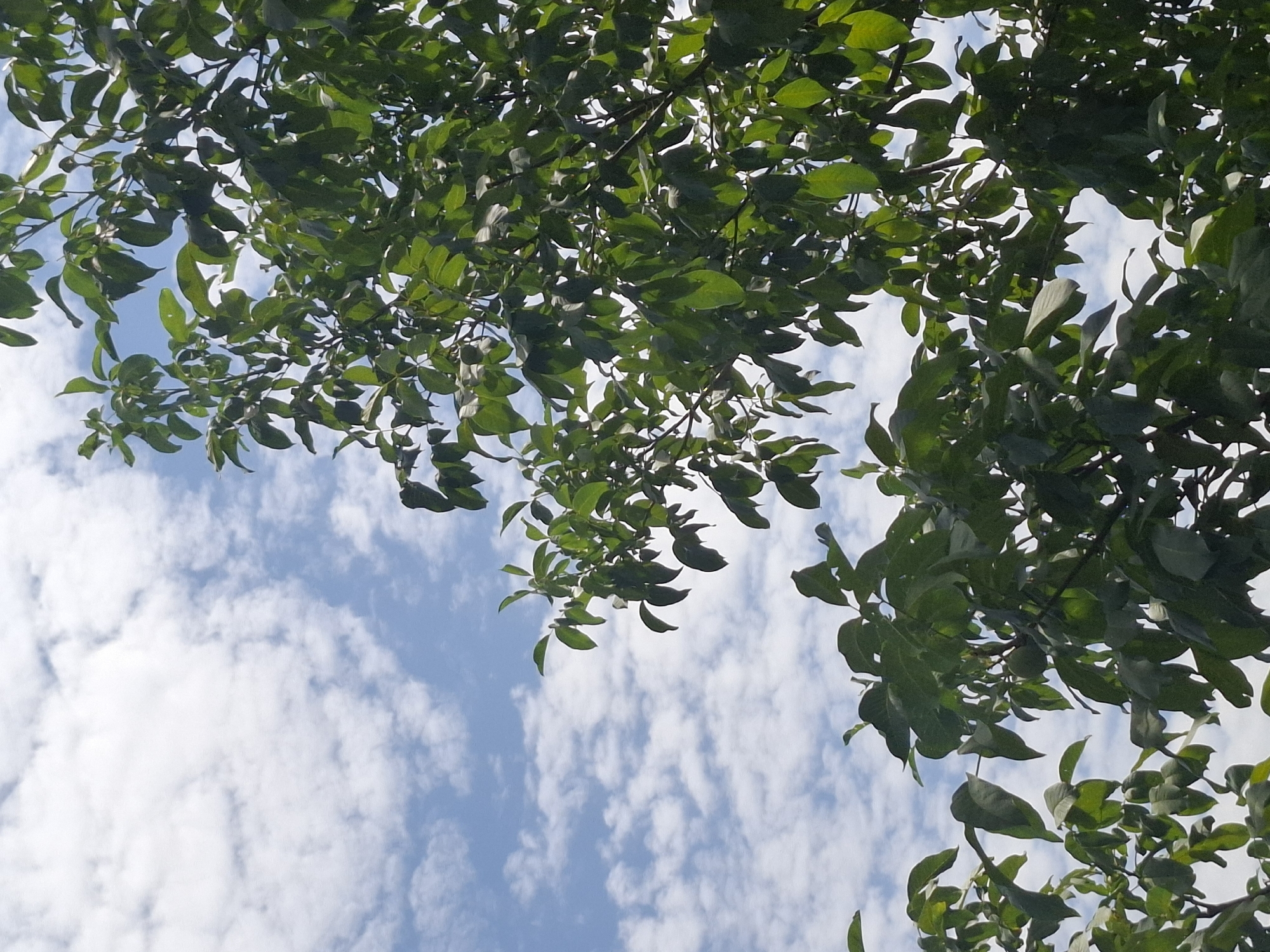 The image captures a close-up view of lush green foliage against a backdrop of a bright blue sky dotted with fluffy white clouds. The perspective is from below, looking up through the branches of a tree, suggesting it is outdoors. The leaves are dense and varied in shape and size, with sunlight filtering through them, creating dappled patterns. The sky occupies a significant portion of the frame, with the clouds forming textured, wispy formations. The scene is serene and evokes a sense of nature's abundance. The location in Almaty, Kazakhstan, is not directly discernible from the visual elements present in the image.