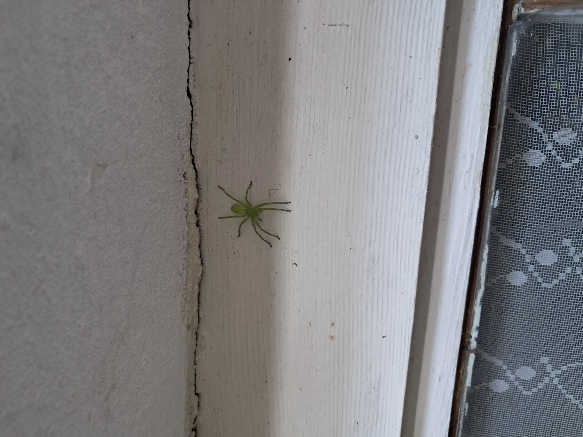 A green spider is on a white painted surface next to a white wall with a crack. To the right of the spider is a window with a white patterned curtain or screen. There is no evidence to suggest that the image was taken in Seykovtsi, Bulgaria.
