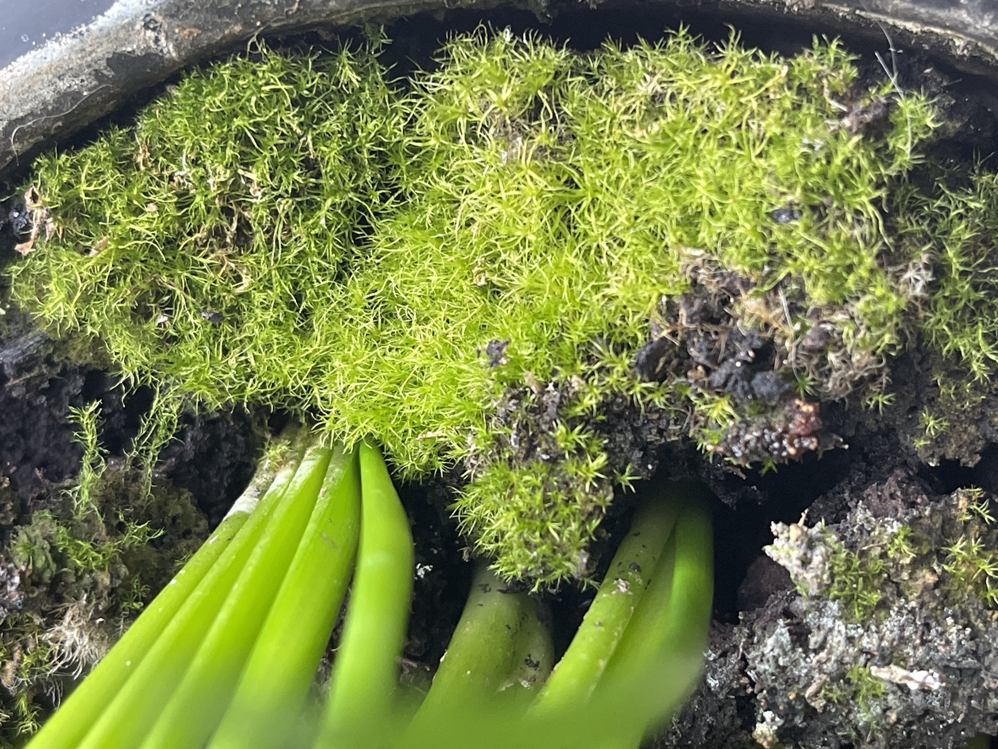 The image shows a close-up view of vibrant green moss growing in a dark, damp environment. Several thick, bright green plant stems are visible, partially obscuring the moss in some areas. The moss appears to be growing on a substrate of dark soil and possibly bark or decaying organic matter. The texture of the moss is fine and feathery, with individual strands clearly discernible. Small dark specks are scattered throughout the moss, which could be soil particles or tiny insects. The overall scene suggests a miniature natural habitat, possibly within a terrarium or a shaded, moist area in a garden. The context of "Средний, Russia" does not provide specific environmental details that can be inferred from the visual information alone.