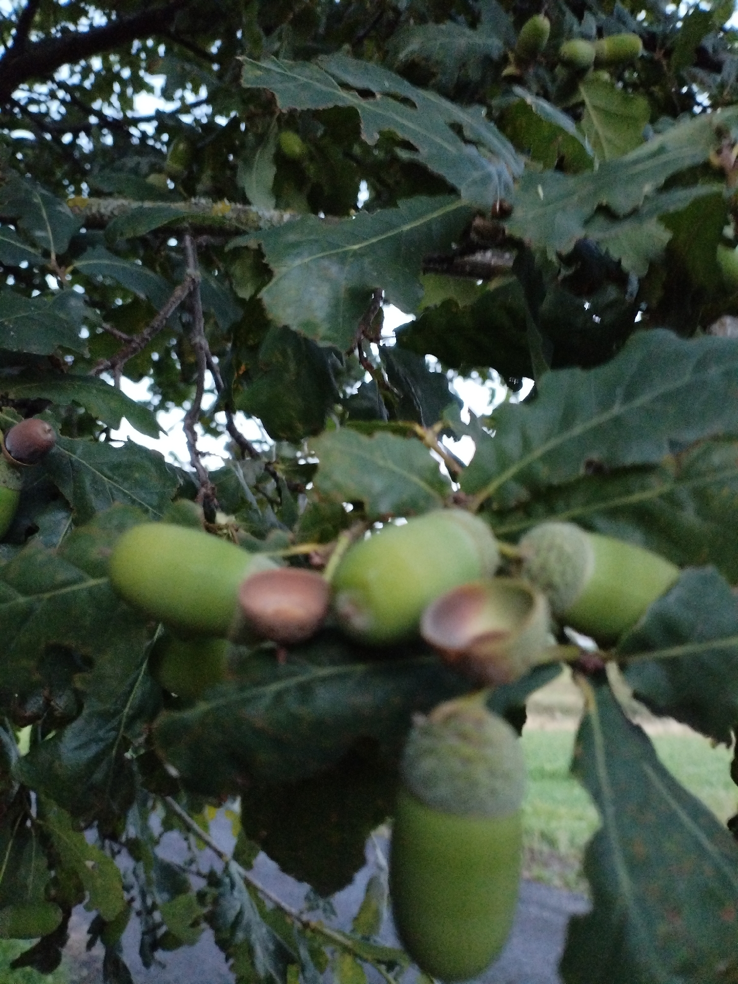 A close-up shot captures an oak tree branch laden with acorns, set against a blurred background of foliage and sky. The acorns, varying in ripeness from green to brown, are nestled amongst the deep green, lobed leaves of the oak. Some acorns are still enclosed in their caps, while others are exposed. The lighting suggests an overcast day, with soft illumination that highlights the textures of the leaves and acorns. The scene is static, with no discernible human activity. The location, Bialynichy, Belarus, implies a temperate climate, consistent with the presence of oak trees and the seasonal development of acorns. The image focuses on the natural elements of the tree, emphasizing the details of its fruit.