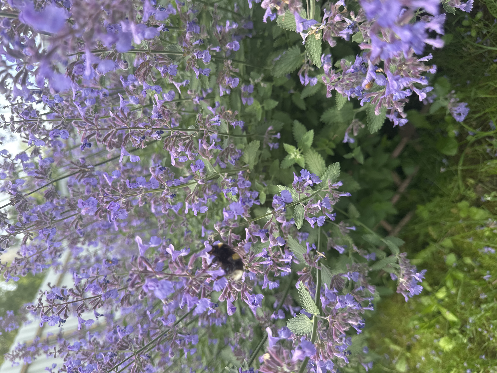 In the foreground of the image, a bumblebee is seen interacting with a cluster of purple flowers. The bumblebee is dark with yellow stripes and is positioned on one of the flower stalks, appearing to be collecting nectar. Surrounding the bumblebee, numerous small purple flowers are in bloom, creating a dense floral display. The background is filled with more of the same purple flowers and green foliage, suggesting a garden or natural setting. The overall scene depicts a bee engaged in its natural activity amongst flowering plants, likely in an outdoor environment. The image is taken from a close-up perspective, emphasizing the detail of the bumblebee and the flowers.