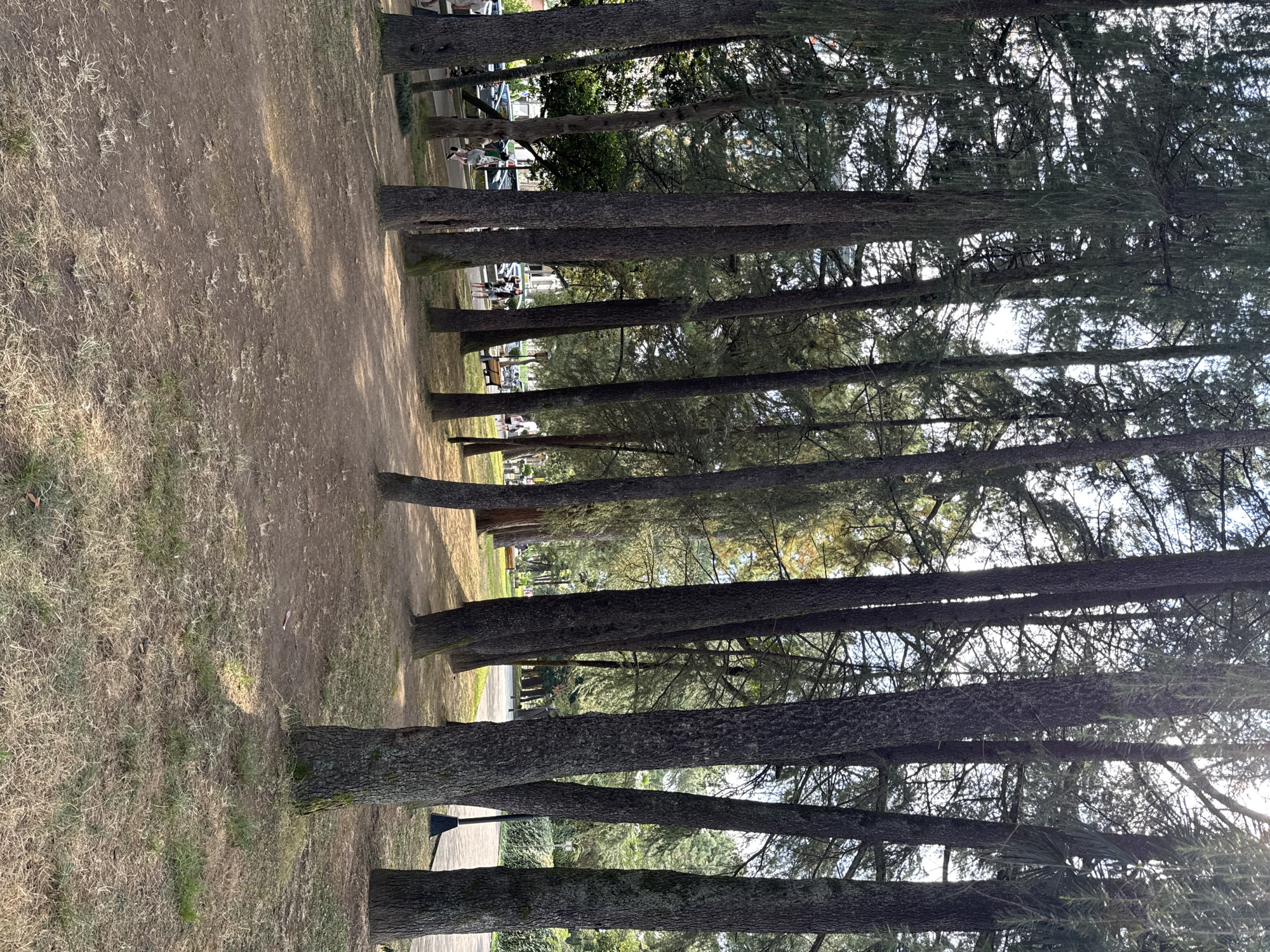 A ground-level, full shot captures a dense stand of tall, mature pine trees in Batumi, Georgia, creating a dappled shadow effect on a dry, sandy ground scattered with sparse, yellowed grass. The trees are a dominant feature, with rough, dark bark and feathery, green needles forming a canopy that allows sunlight to filter through.
In the background, beyond the immediate grove of trees, a paved walkway is visible, lined with more trees and park benches. Several individuals are seen strolling along this path. Further in the distance, parked cars are visible, suggesting proximity to a road or parking area. The overall atmosphere is one of a public park or promenade, bathed in the warm light of what appears to be late afternoon. The environment suggests an urban green space, possibly a seaside promenade given Batumi's coastal location.