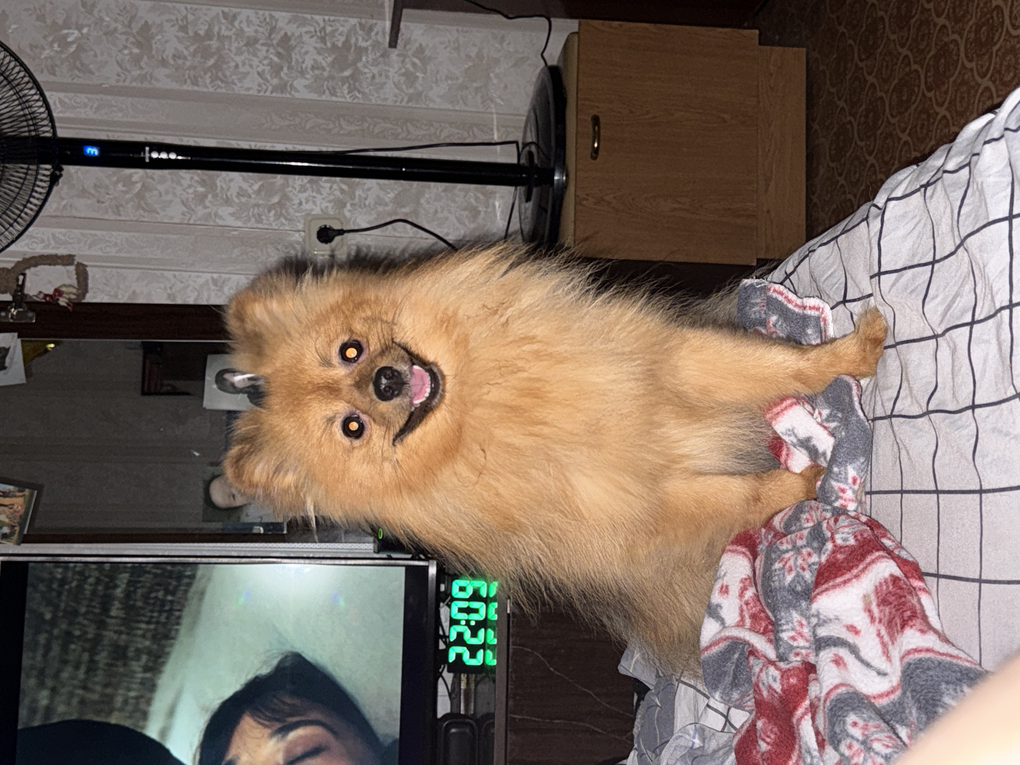 A Pomeranian dog with orange fur sits on a bed covered with a checkered blanket and a red and white patterned throw. The dog has bright orange eyes and an open mouth, appearing to smile. To the left of the dog is a television screen displaying an image of a person. Below the television is a digital clock showing "22:09" in green neon digits. In the background, a tall black oscillating fan stands next to a wooden cabinet. The room is dimly lit, with patterned wallpaper on the wall behind the fan. A power outlet with a plug is visible on the wall. The scene appears to be indoors, in a residential setting. This image is located in the city of Khimki, Russia.