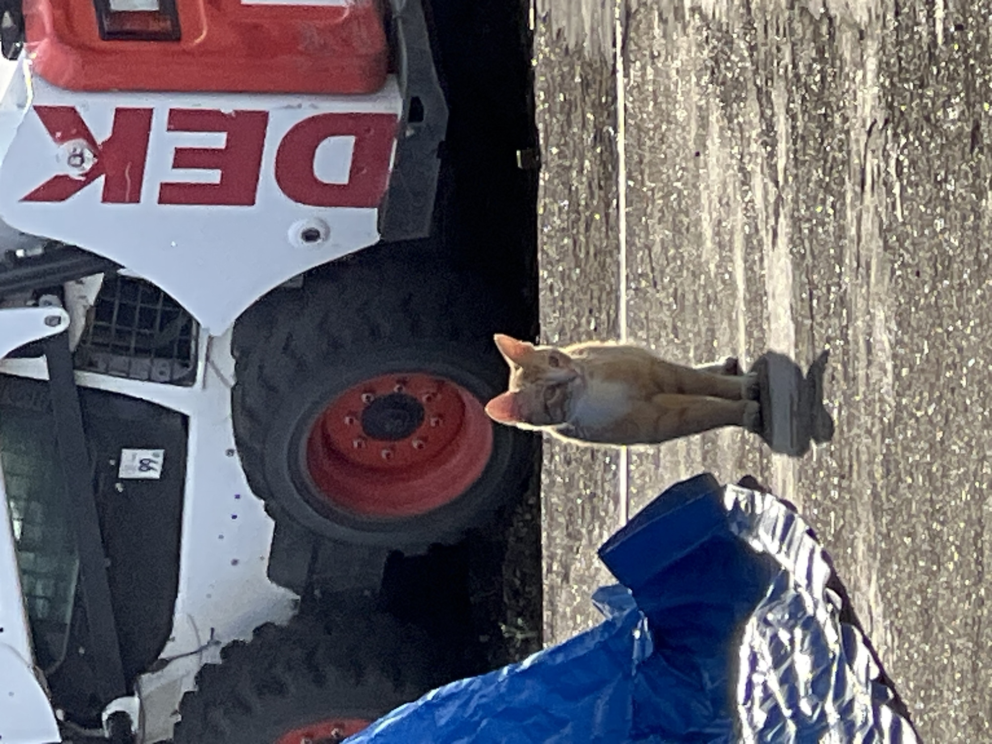 A ginger and white cat stands on a paved surface in front of a white skid steer loader with red wheels and red lettering that spells "DEK". A blue tarp is partially visible in the foreground. The skid steer loader has a "99." sticker on its side. The scene appears to be outdoors in a semi-industrial or construction area.