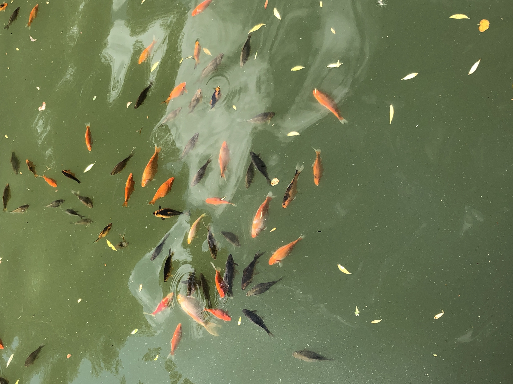 The image shows a school of fish swimming in murky green water. The fish are of various sizes and colors, including orange, black, and white. Some of the fish appear to be koi or goldfish. There are also a few fallen leaves floating on the surface of the water. The water is reflecting the light from above, creating a somewhat dappled effect. The scene appears to be an outdoor pond or a shallow body of water. There is no indication of any specific location within the city of Lviv, Ukraine.