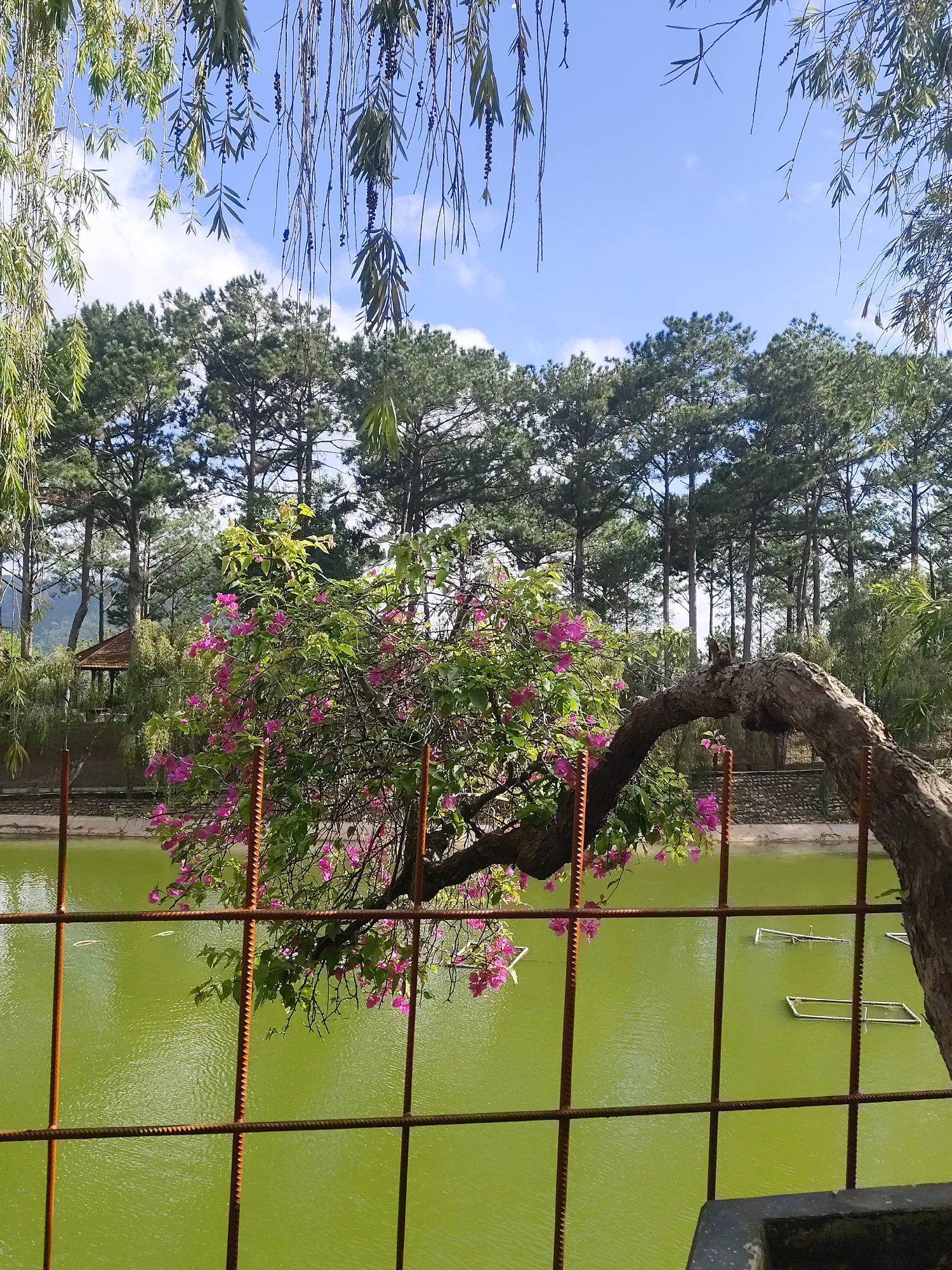 This image depicts a serene outdoor scene, likely within Da Lat, Vietnam, characterized by a tranquil pond and lush greenery. In the foreground, a rustic metal fence, showing signs of rust, partially obstructs the view of a vibrant, green pond. The pond's surface is disturbed by gentle ripples, with a few rectangular structures floating on it.
Dominating the mid-ground is a striking tree with a gracefully arched, thick branch, adorned with clusters of bright pink bougainvillea flowers and green leaves. This tree appears to be leaning over the pond, its branches reaching out towards the water. Behind the tree, a line of tall pine trees forms a dense backdrop, their dark green foliage contrasting with the bright sky.
Further in the background, a quaint, hexagonal wooden gazebo with a brown roof is visible, suggesting a park or recreational area. The overall environment is tranquil and natural, with a clear blue sky overhead, dotted with a few white clouds. The scene evokes a sense of peace and natural beauty, possibly a popular spot for relaxation and appreciation of nature in Da Lat.