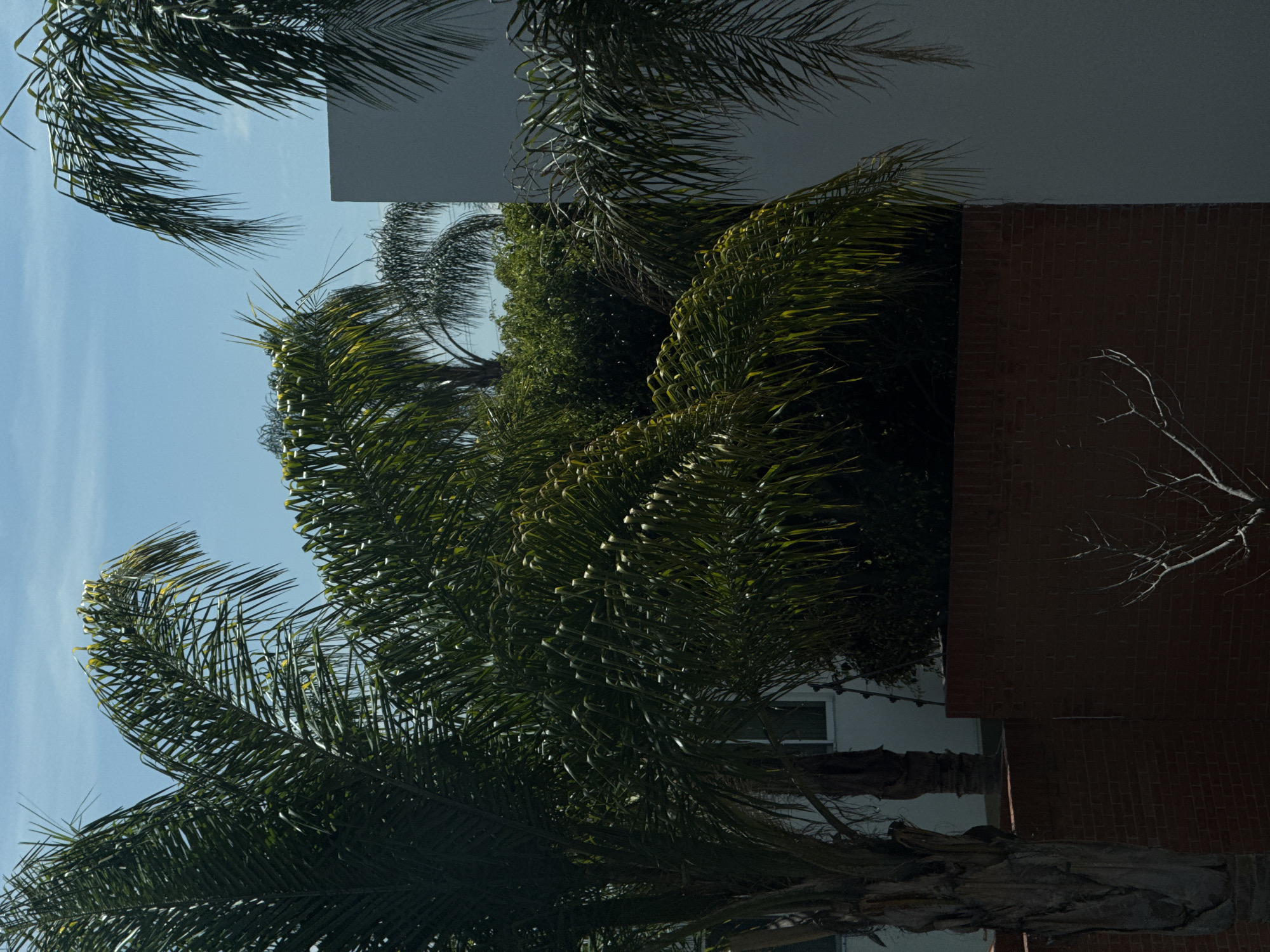 The image shows a view of palm trees and buildings in what appears to be Heroica Puebla de Zaragoza, Mexico. The sky is light blue and mostly clear. Several palm trees with green fronds are visible, some obscuring portions of the buildings. There's a white building in the background, and a brick building can also be seen. A bare tree branch is visible against the brick. The image is taken from a low angle, looking up.