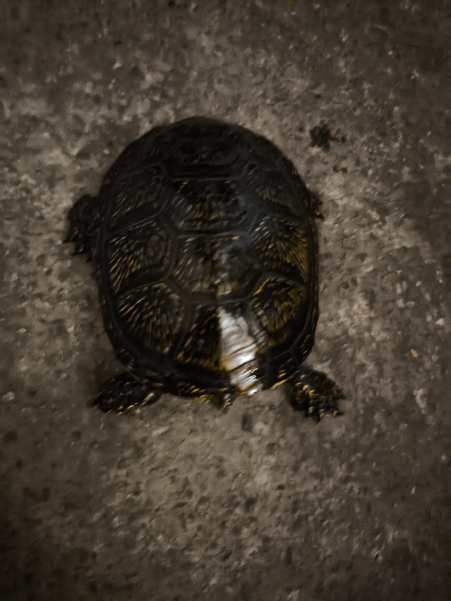A small turtle is pictured from above, resting on a rough, concrete surface. The turtle's shell is dark and intricately patterned, with hints of yellow and a prominent white marking down the center. Its legs and head are not clearly visible. The background is an unadorned, textured gray concrete, suggesting an outdoor or industrial setting. The image provides no context for its location within Zaporizhzhia, Ukraine, or any indication of human presence or activity.