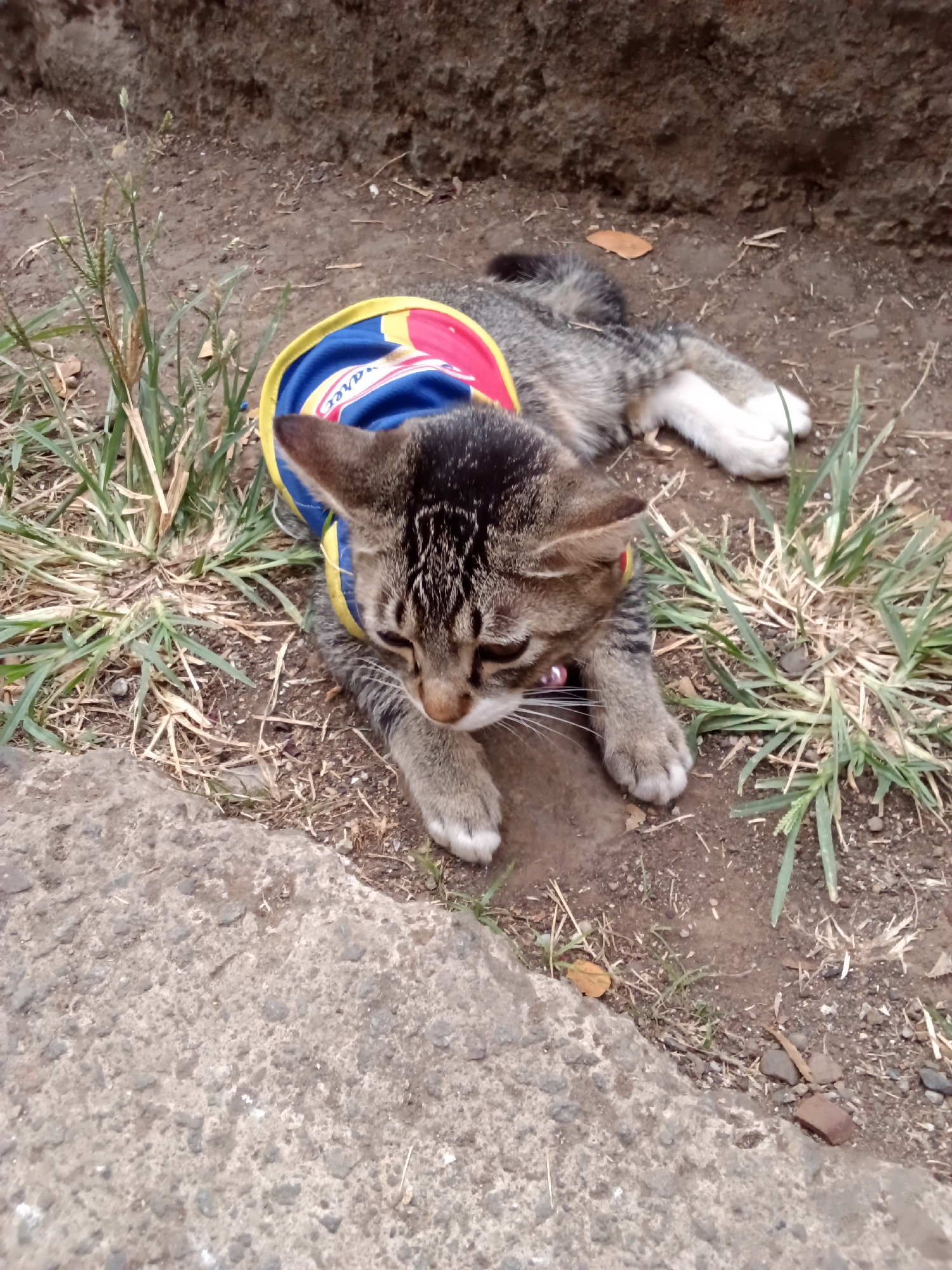 A tabby cat is lying down on a patch of dirt and grass, with a concrete ledge to its left. The cat is wearing a blue and red vest with yellow trim. The vest has some writing on it, but it is not legible. The cat's eyes are closed, and its head is resting on its paws. The background is out of focus, but it appears to be a wall or embankment. The lighting suggests it is daytime.