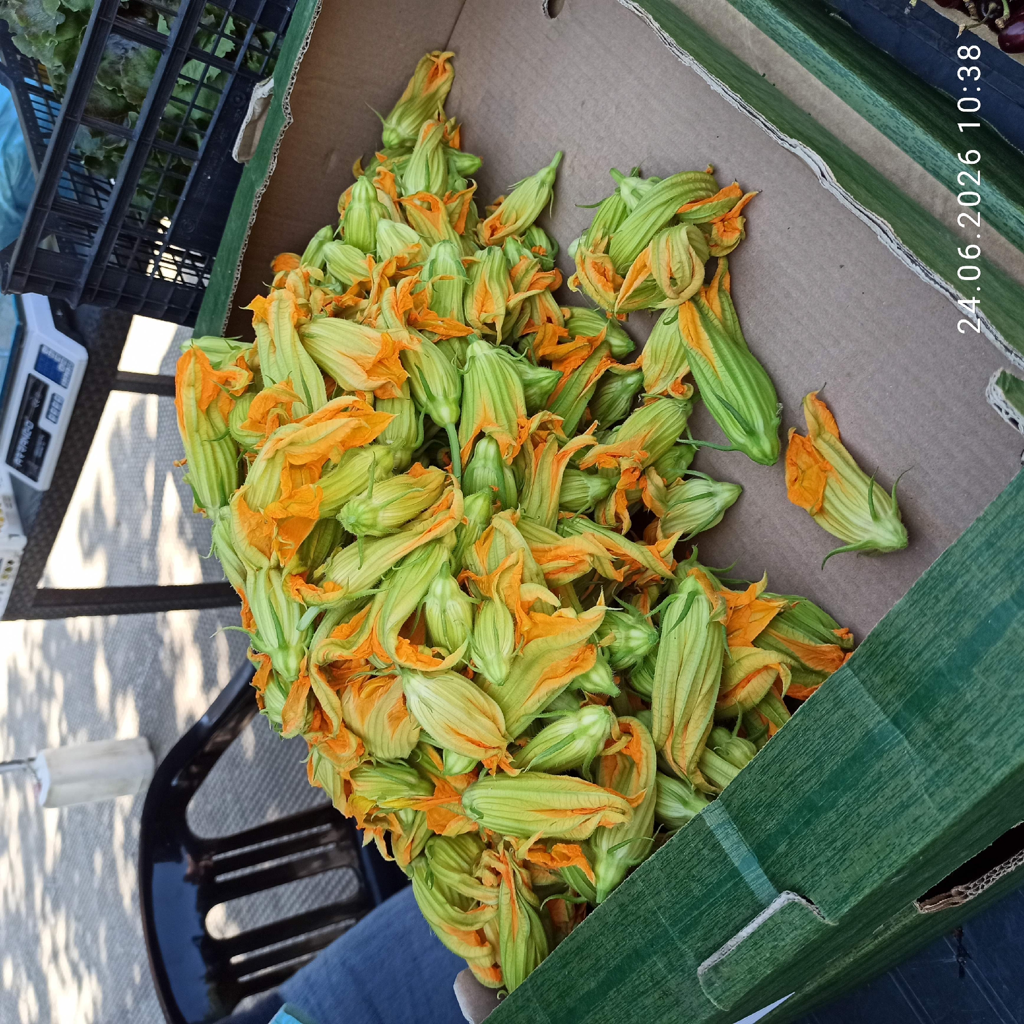 A green cardboard box filled with zucchini flowers is situated on a table at an outdoor market. The flowers are predominantly green with orange interiors, and they are piled high in the box. In the background, a black plastic chair is visible, and beyond that, a table with a white digital scale and a black plastic crate containing leafy green vegetables. Sunlight casts shadows on the paved ground. A timestamp "24.06.2026 10:38" is present in the lower right corner of the image. The scene appears to be a close-up shot focusing on the zucchini flowers, suggesting a detail-oriented capture within the context of a market stall.