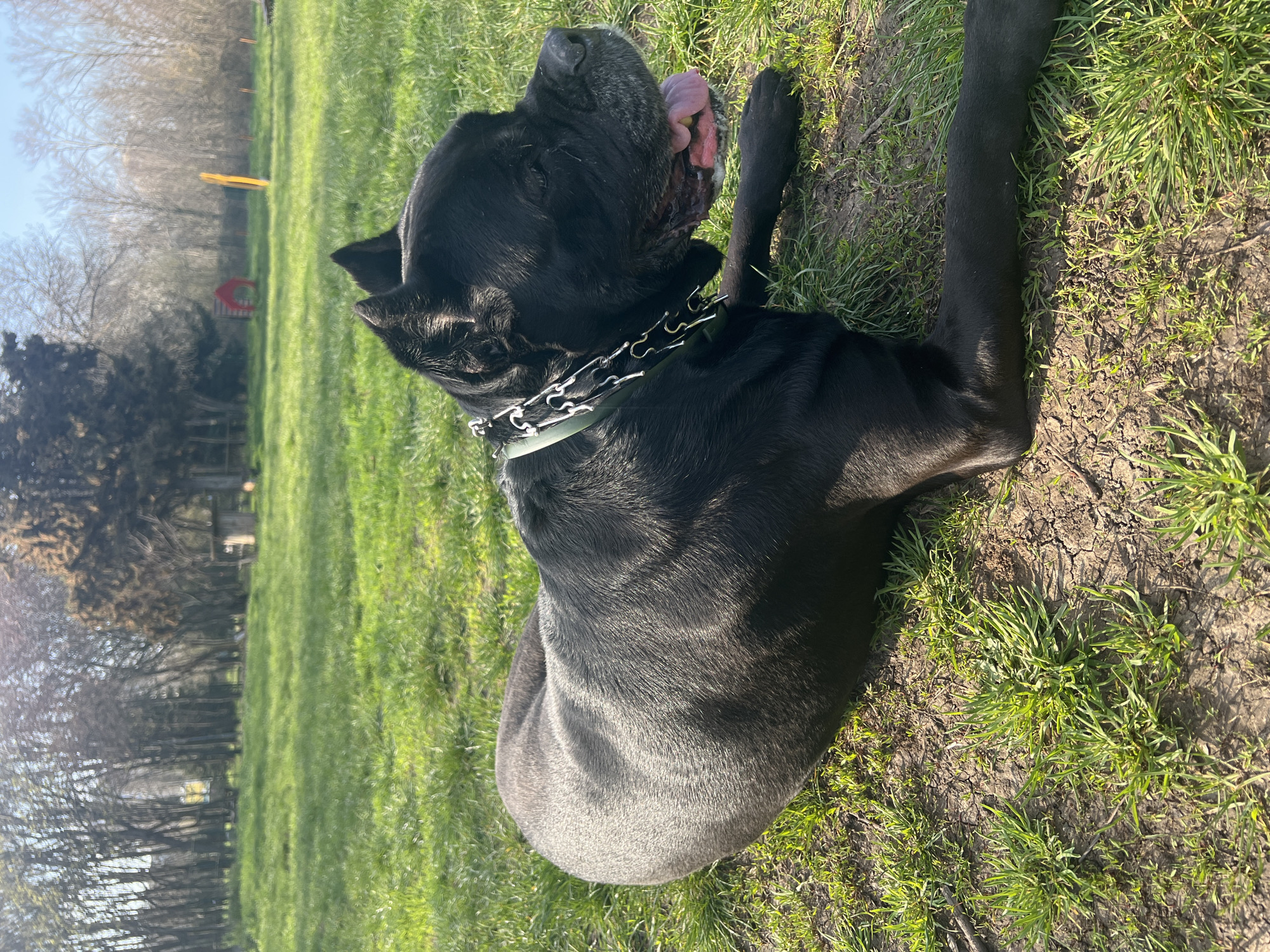 A black Cane Corso dog is lying on the grass, panting with its tongue out. The dog is wearing a prong collar. The location appears to be a park in Burgas, Bulgaria, based on the landscaping. The background includes trees and possibly dog agility equipment.