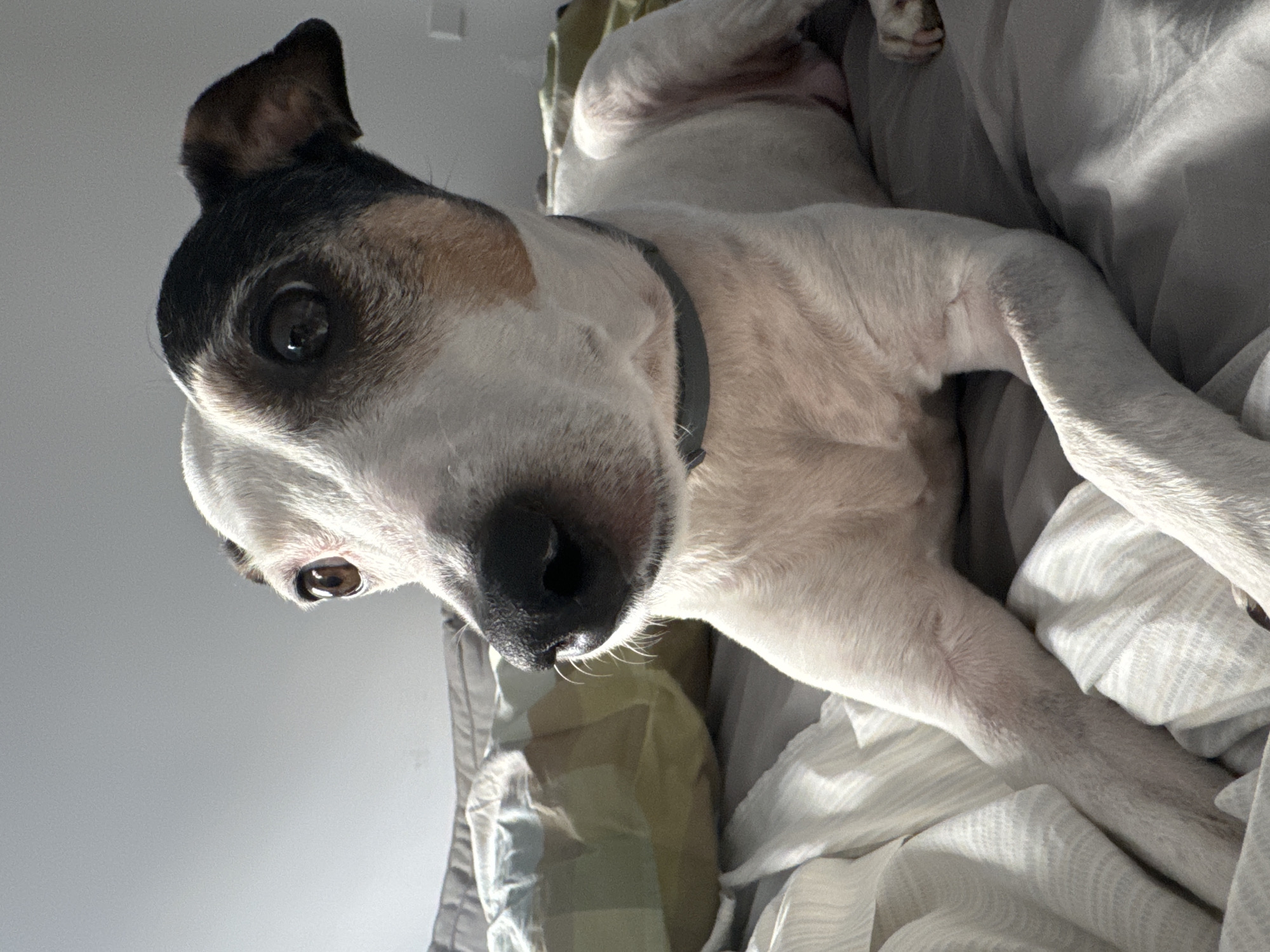 A white and black Jack Russell terrier dog is lying on a bed covered with grey and white striped sheets. The dog's head is in the foreground, and it is looking to the left of the frame. The dog has brown eyes and a black nose. The background is blurry and shows pillows on the bed. The lighting suggests it is daytime. The image is a close-up of the dog and its surroundings. There is no discernible location in the city of Murcia, Spain, in this image.