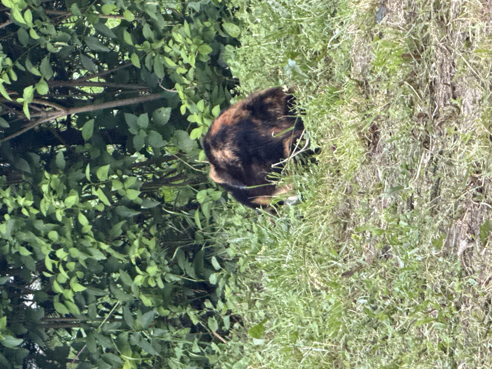 A tortoiseshell cat is seen from behind, with its head down, in a patch of green grass and foliage. The cat's fur exhibits a mottled pattern of black, orange, and brown. Behind the cat, dense green bushes and thin tree branches form a backdrop. The scene appears to be outdoors, likely in a park or garden area within Varna, Bulgaria, given the context.