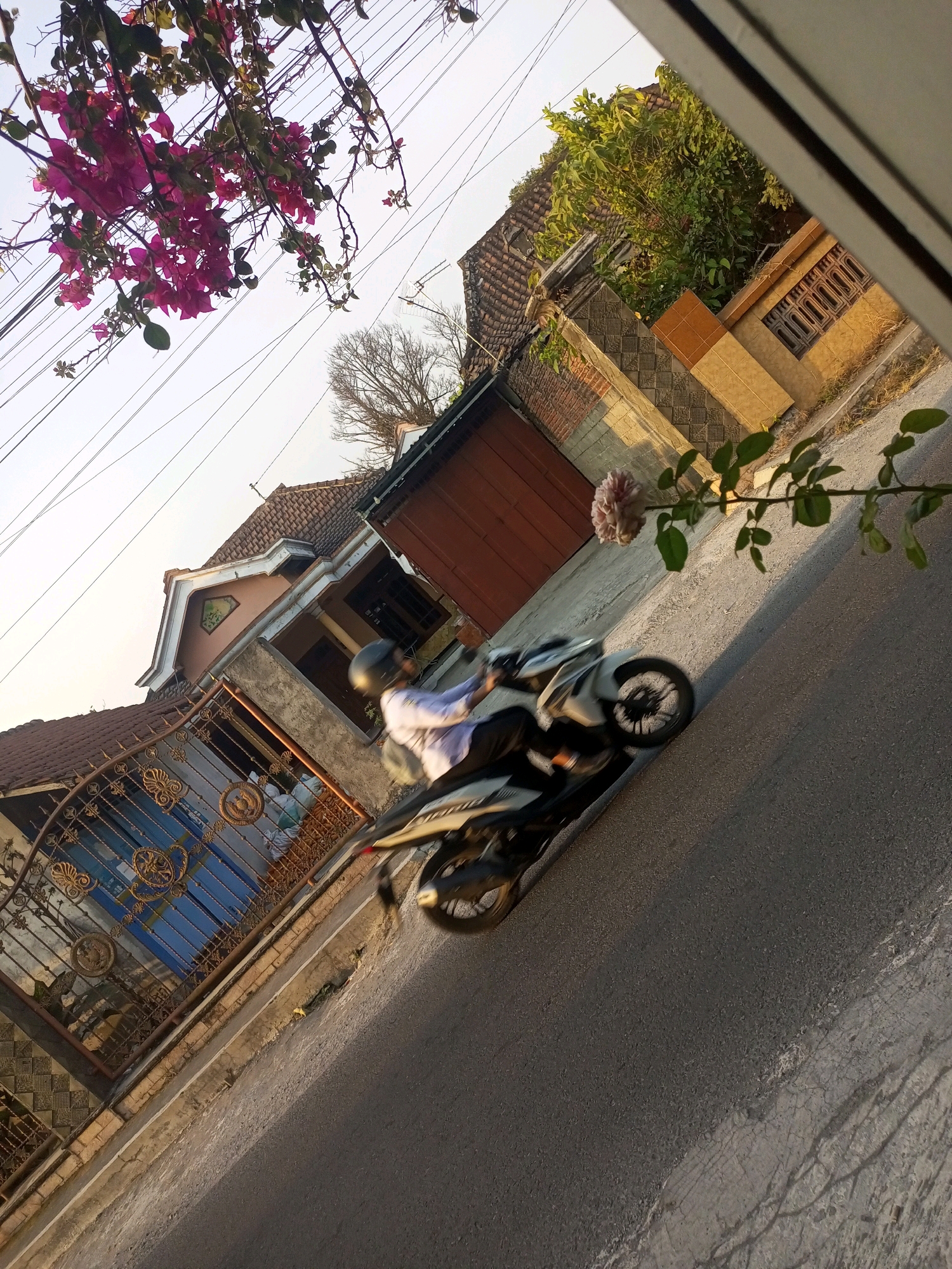 In Ngasem, Indonesia, a person wearing a helmet and a light-colored shirt is riding a white and black motorcycle down a paved road. The motorcycle is in motion, as indicated by the blur. The scene is captured at an angle, with a clear sky overhead and the sun casting shadows. To the left of the road, there is a property with a gate and a house visible. The gate is ornate and appears to be made of metal. The house has a tiled roof and is partially obscured by a fence. Trees and flowering branches are also present in the environment, with pink flowers prominently featured in the upper left corner and a single pale pink flower on a branch in the middle right. The overall impression is of a residential street bathed in the warm light of either sunrise or sunset.