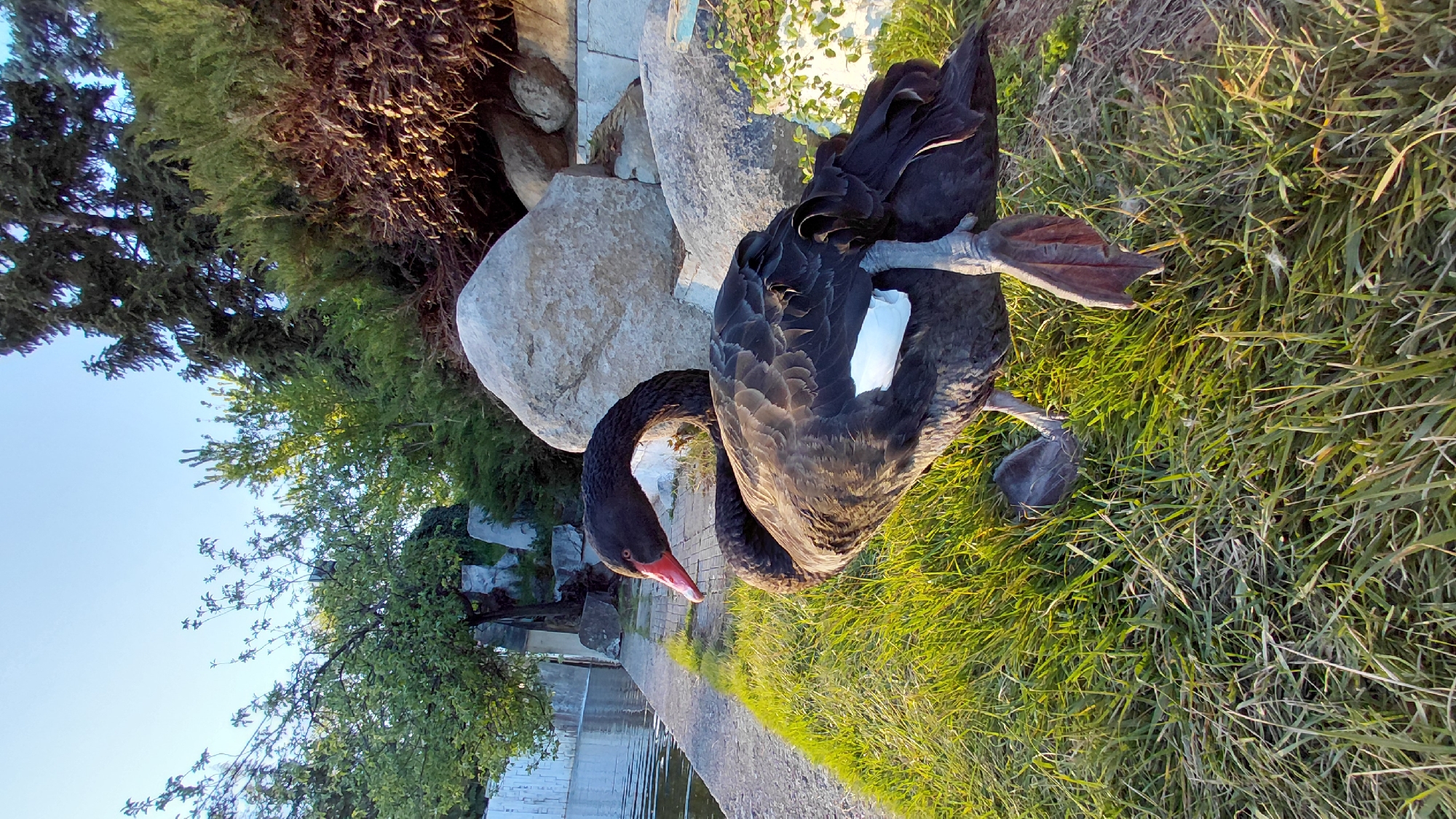 The image shows a black swan on a grassy bank next to a water feature. The swan has a red beak and a white patch on its wing. The water feature is lined with stone, and there are rocks and bushes in the background. The sky is blue. The image was taken in Unknown, Unknown.