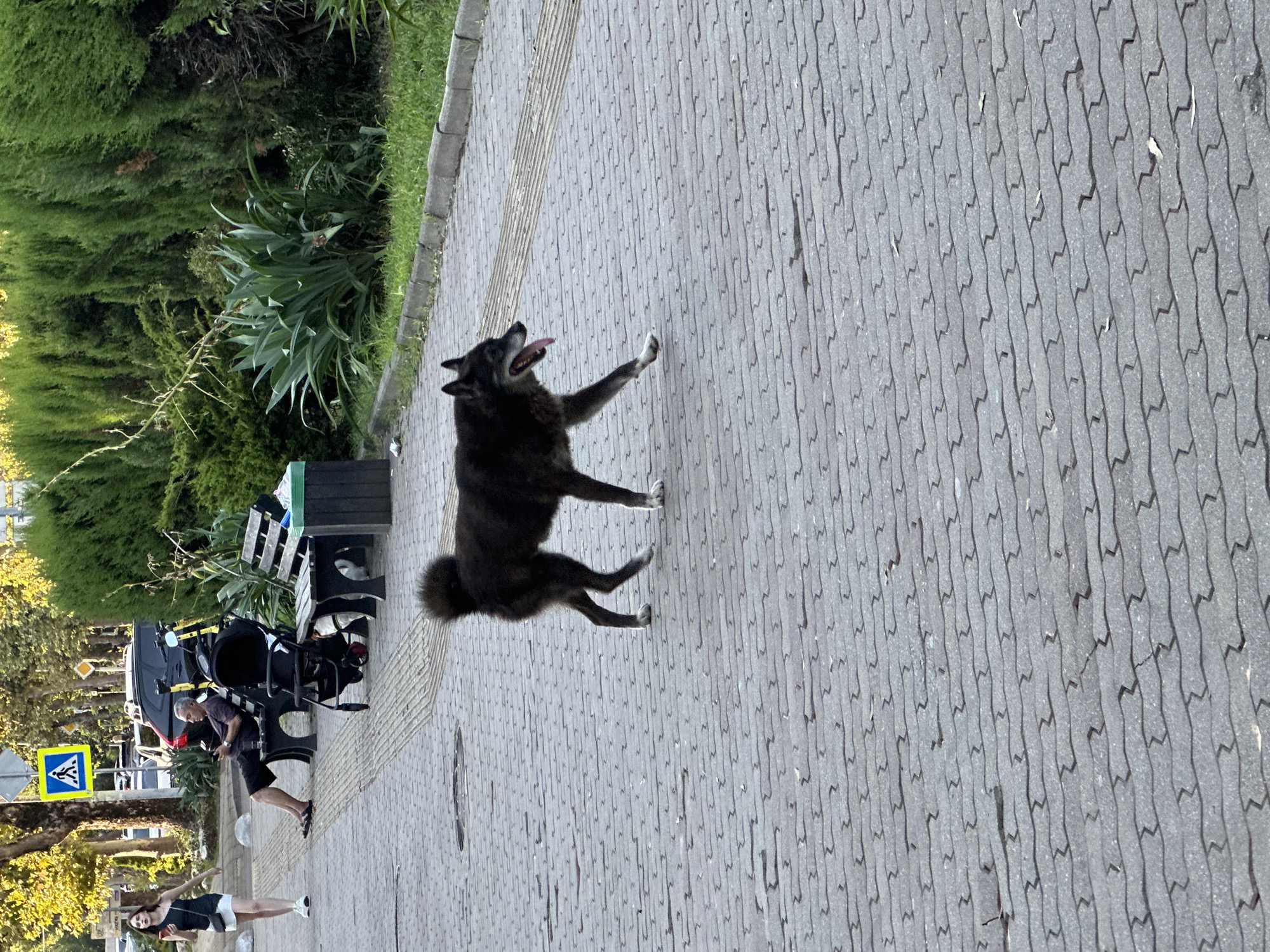 In Sochi, Russia, on a paved walkway with a grey, interlocking brick pattern, a medium-sized, dark-colored dog with a bushy tail is walking to the right, its tongue hanging out. The dog is in the foreground and mid-ground of the image. In the background, a young woman in a black top and white skirt is walking to the left, holding a red smartphone. To her right, a man in a dark t-shirt and black shorts is sitting on a dark bench, looking at his phone. Next to the man is a black stroller. Behind the bench is a dark grey trash bin. Further back, there are lush green trees and bushes, with a street and vehicles visible in the distance. A pedestrian crossing sign is also visible in the background. The overall scene appears to be a public park or promenade on a sunny day.