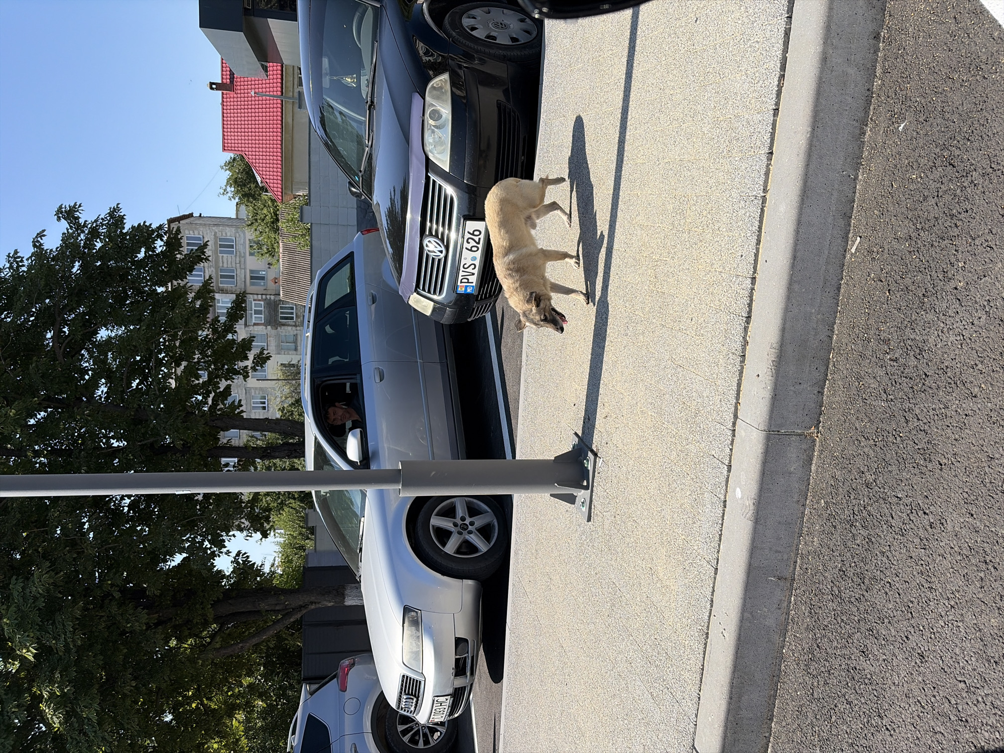 A light-brown dog with its tongue out walks on a paved area next to a street. The dog is facing left. Behind the dog, a black Volkswagen Passat sedan is parked. The license plate reads "MD PVS 626". To the left of the Volkswagen, a silver Audi station wagon is parked. A man is visible in the driver's seat of the Audi. In the background, there are trees and buildings, including a light-colored apartment building and a building with a red roof. The scene appears to be a parking lot in the city of Criuleni, Moldova, on a sunny day.
