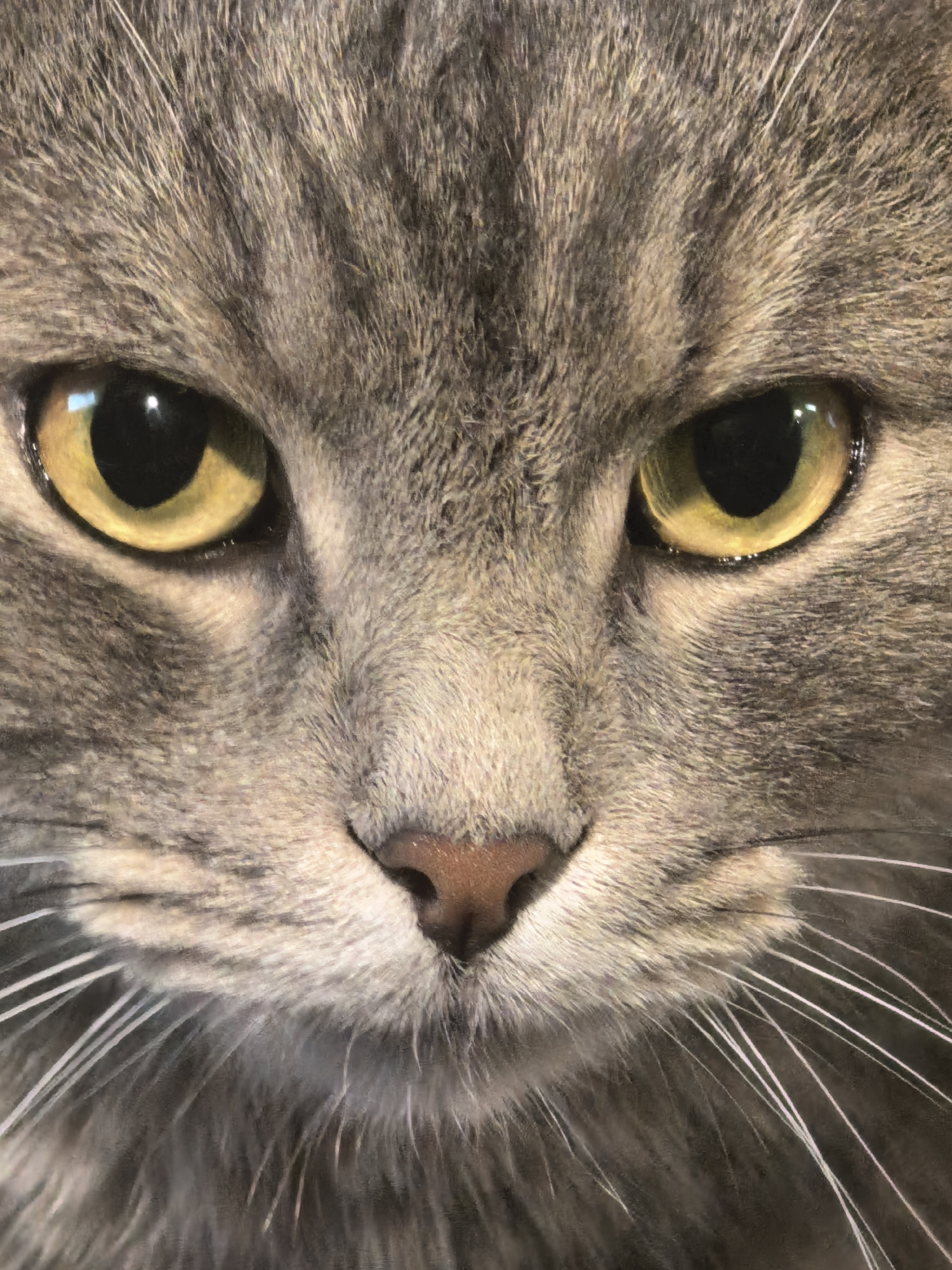 A close-up, head-on, eye-level, medium shot captures the face of a gray tabby cat. The cat's fur is detailed with stripes of dark gray and lighter gray. Its eyes are large and yellow with black pupils, and they are looking directly at the camera. The cat's nose is a light brown color, and it has numerous white whiskers that extend outwards from its muzzle. The background is a blurred gray, suggesting the cat is indoors. The image is well-lit, with natural light reflecting in the cat's eyes.