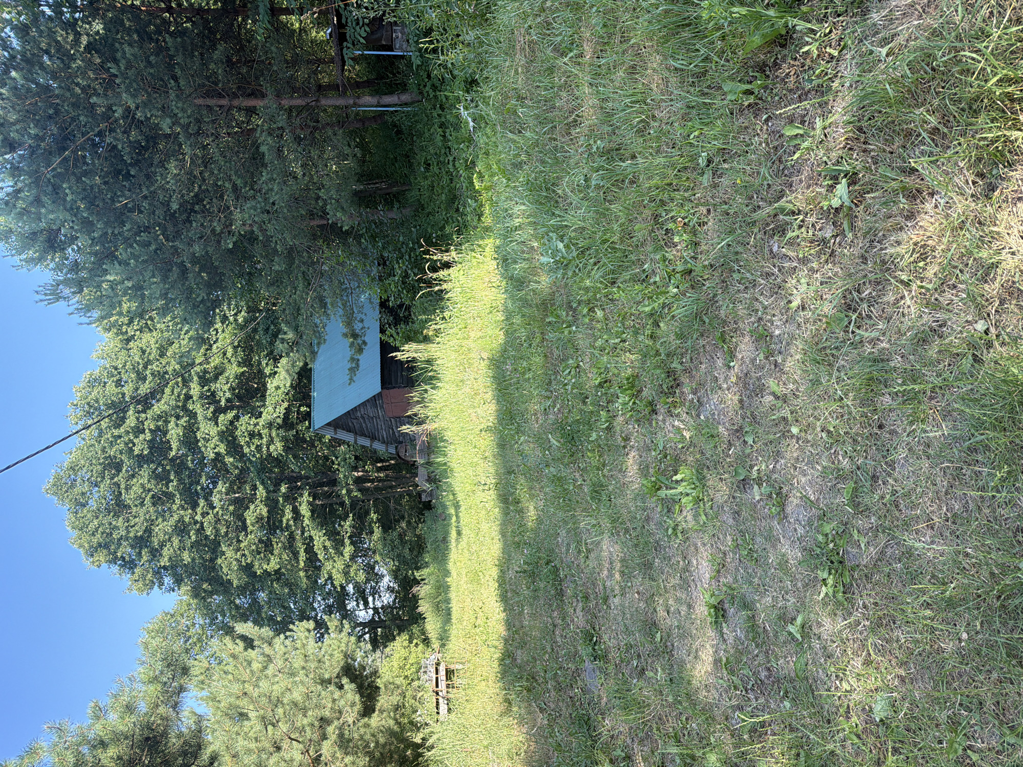 The image shows a rustic wooden cabin with a green metal roof situated amidst dense coniferous and deciduous trees. The cabin appears weathered, with visible wooden planks and a rustic metal door. In front of the cabin, a grassy clearing is visible, with patches of dry grass and scattered weeds, suggesting an outdoor or semi-rural environment. Sunlight dapples through the trees, creating shadows on the ground. The scene is devoid of people or any overt human activity, presenting a still and natural landscape. The location of Kamianka-Buzka, Ukraine, indicates a potentially Eastern European setting.