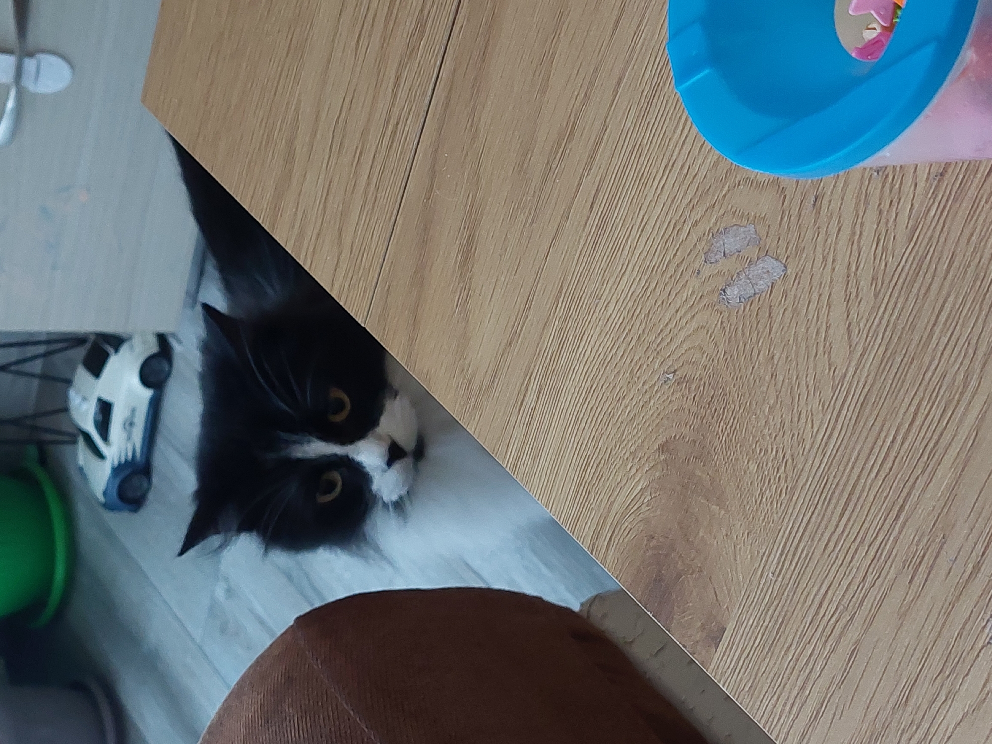 A black and white cat peers from under a light brown wooden table. A blue plastic container is on the table. A brown object and a toy car sit on a light-colored floor beneath the table. A green object is also present on the floor near the toy car. The location is not evident from the image, and cannot be determined to be Plovdiv, Bulgaria.