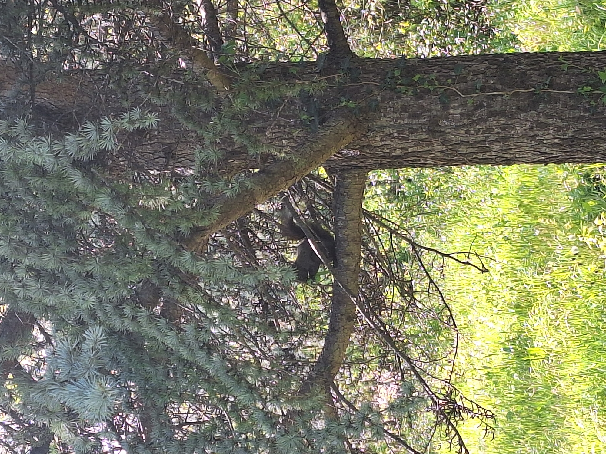 The image depicts a tree with a squirrel hanging upside down. The location is indeterminate and cannot be confirmed as Varna, Bulgaria. The squirrel is dark in color and appears to be clinging to a branch. The surrounding foliage is dense and green. A large tree trunk lies horizontally above the squirrel. Bright sunlight filters through the scene.