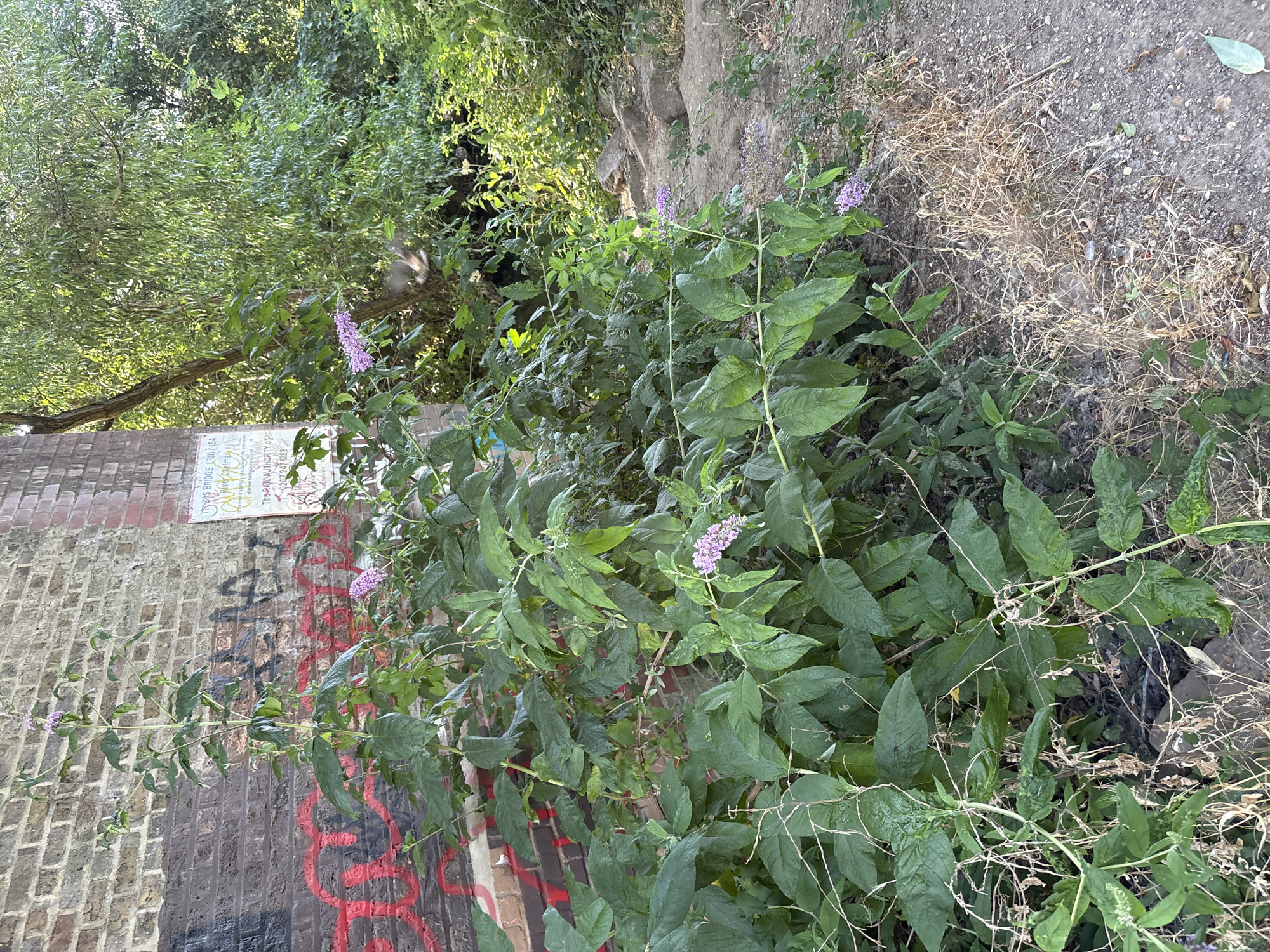 The image shows a close-up of a large, leafy plant with clusters of small, purple flowers. The plant is growing against a brick wall covered in red graffiti. The wall appears to be part of an urban structure, possibly a bridge or underpass, given the presence of a sign on the right that reads "RIVERSIDE BRIDGE". Behind the plant and wall, there is dense green foliage of trees and bushes, suggesting a natural or overgrown area within the city. The ground in the foreground is a mixture of dirt and gravel, with some dry grass and fallen leaves. The lighting suggests it is daytime, with sunlight casting shadows. There are no people or animals visible in the image. The scene is located in Chelmsford, United Kingdom.