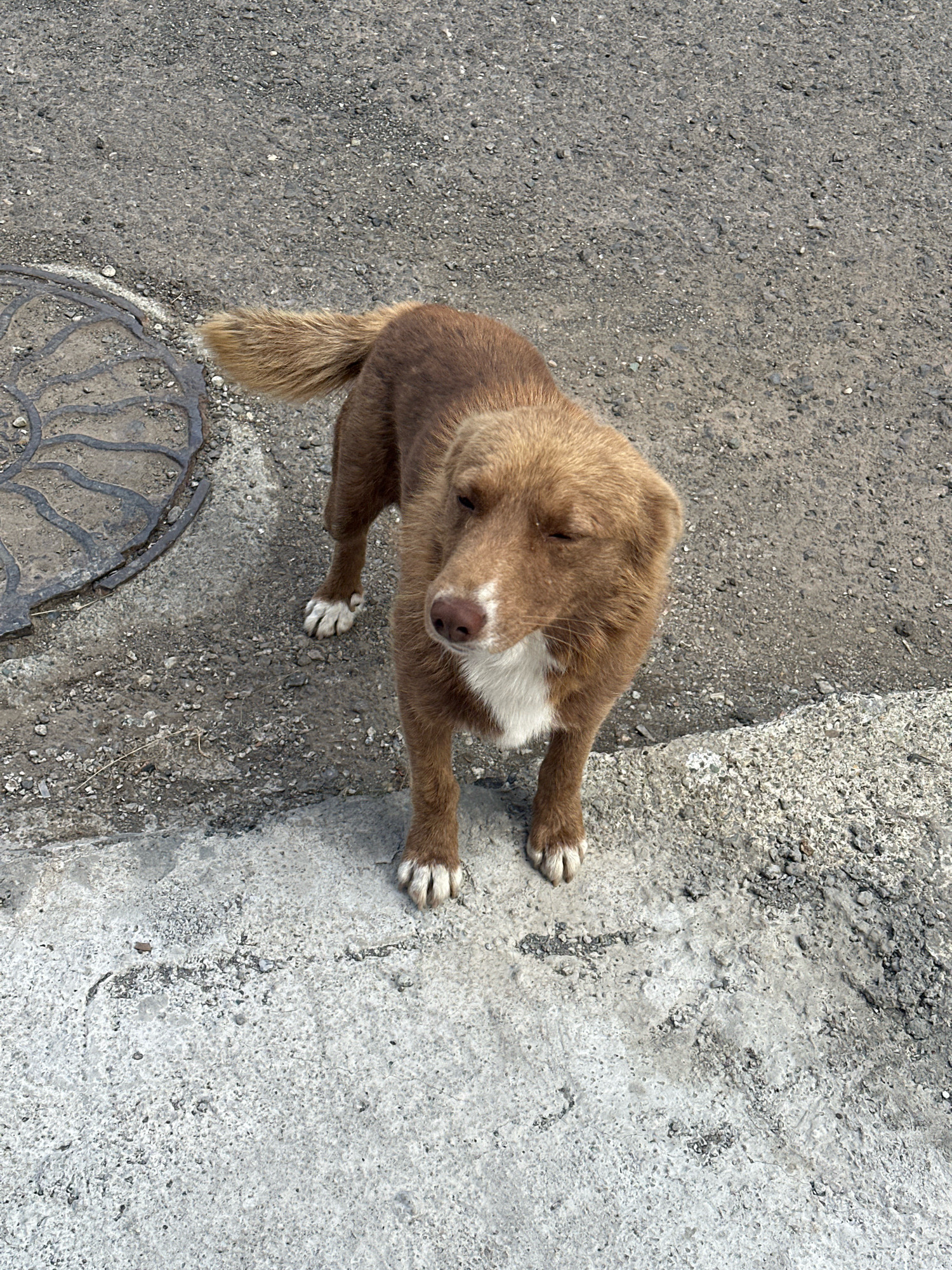A medium-sized, light brown dog with white markings on its chest and paws stands on a paved surface next to a concrete curb. The dog has its eyes closed and its head tilted slightly. To the left of the dog is a circular manhole cover with a decorative pattern. The background is asphalt with small gravel. The scene appears to be an outdoor urban environment in Gyumri, Armenia, likely a street or sidewalk.
